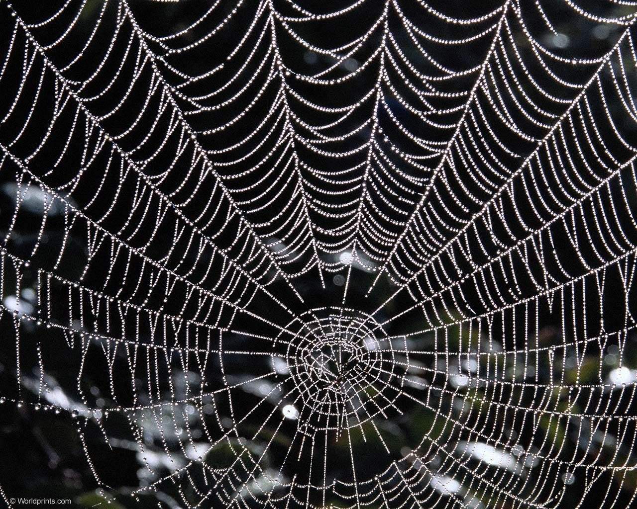 Spiders Web Wallpaper Hd - HD Wallpaper 