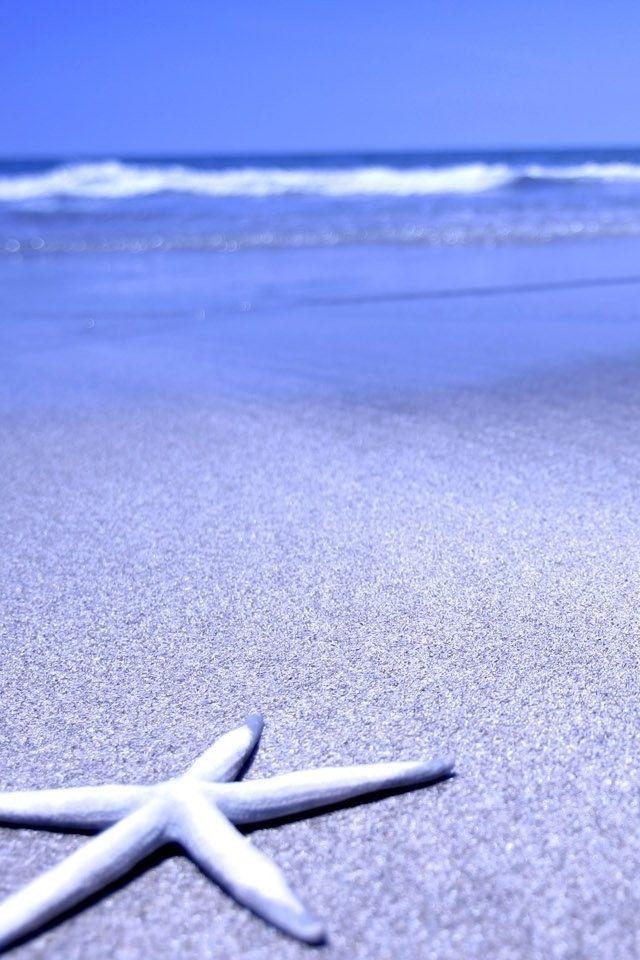 Hd Beach Sea Starfish Iphone 4 Wallpapers - Starfish Wallpaper Android Hd - 640x960 Wallpaper Hd Beach Sea Starfish Iphone 4 Wallpapers - Starfish Wallpaper Android Hd - 640x960 Wallpaper