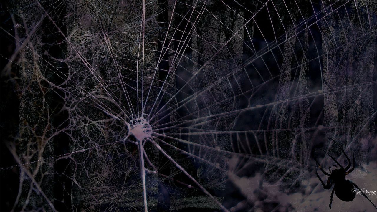 Wallpaper - HD Wallpaper 