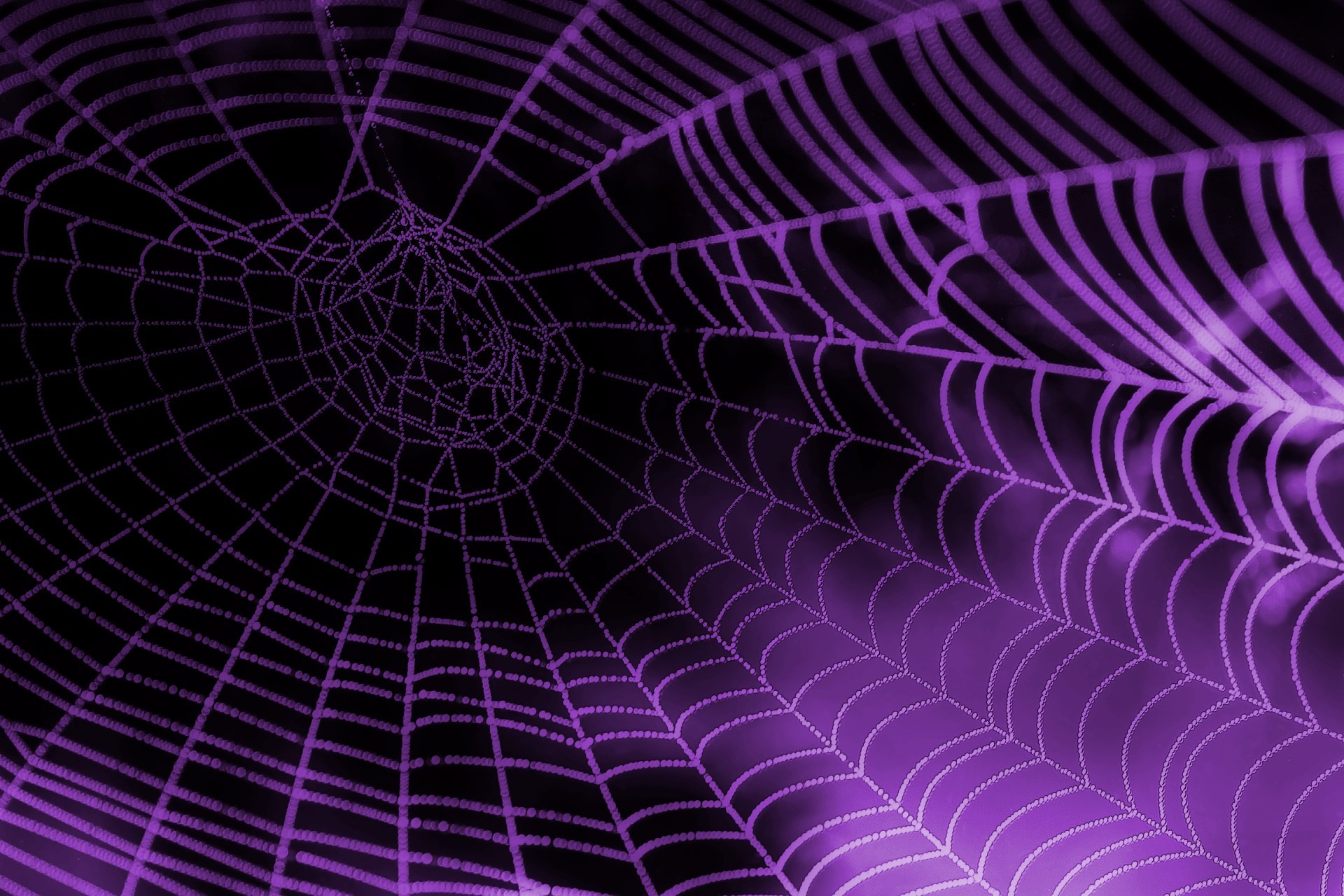 1920x1280, 
 Data Id 44498 
 Data Src /walls/full/1/5/a/44498 - Spider Web Aesthetic - HD Wallpaper 