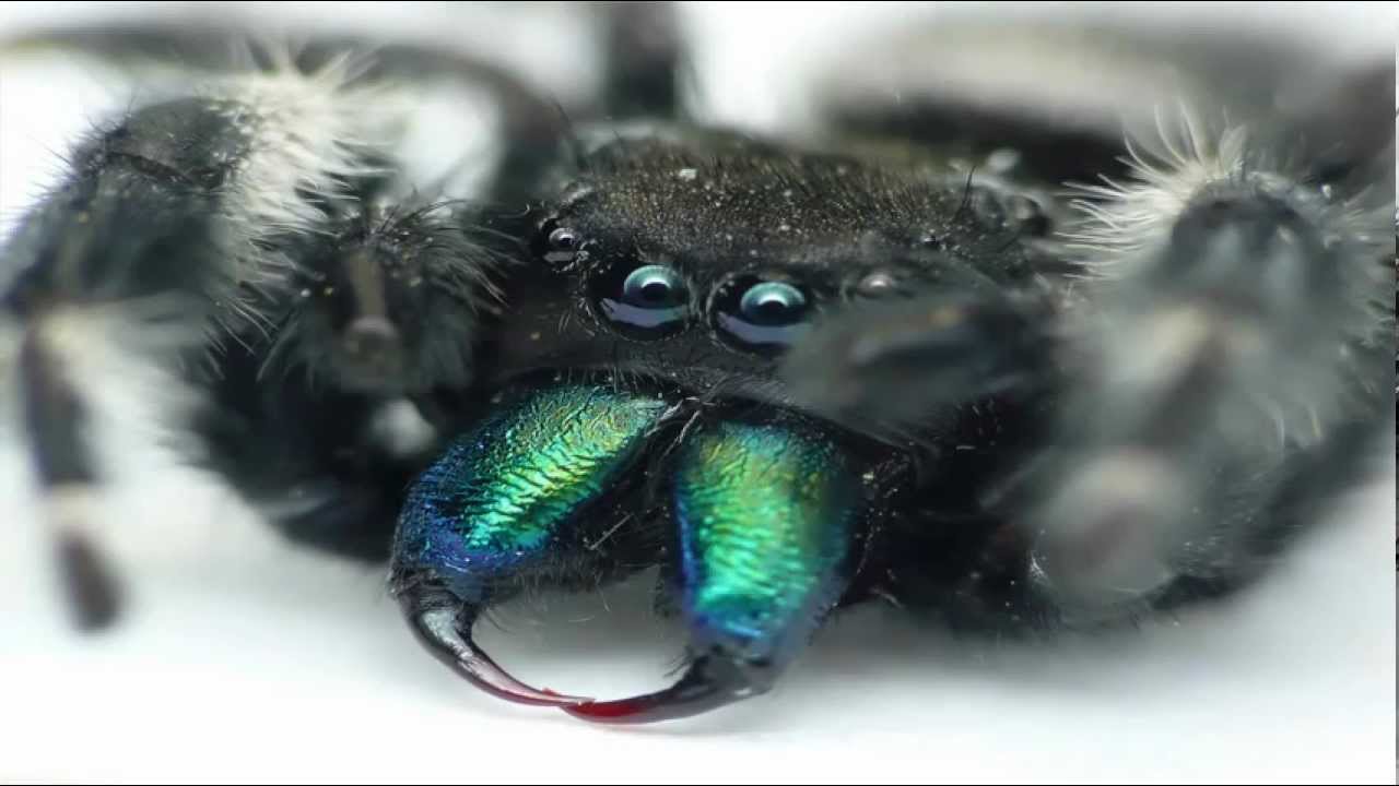 Bold Jumping Spider Fangs - HD Wallpaper 