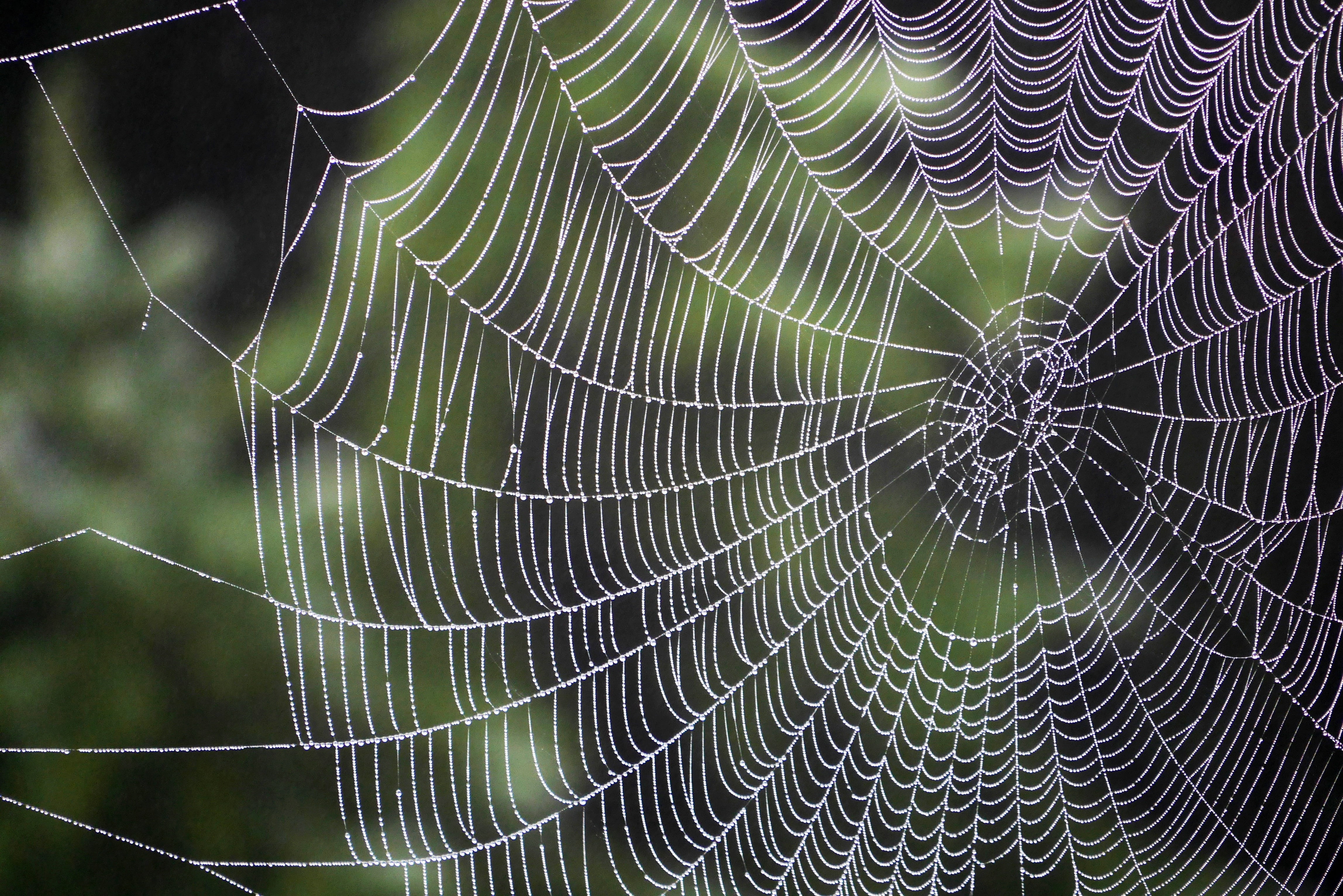 Spider Web Wallpaper 4k - HD Wallpaper 