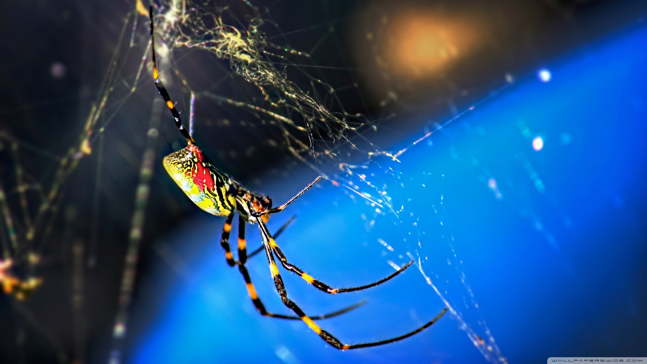 Spider Hd Background - HD Wallpaper 