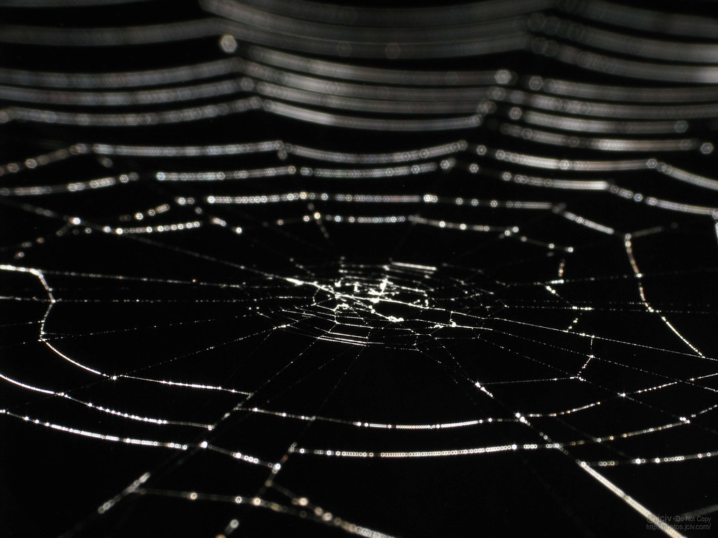 Spider Web - HD Wallpaper 