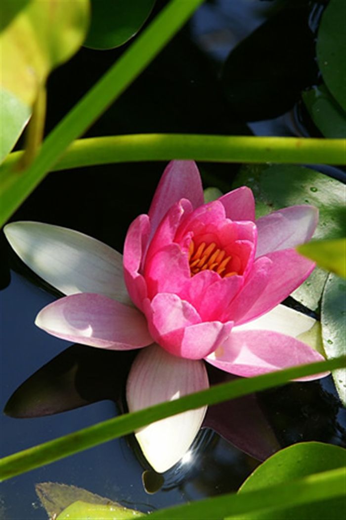Lotus Flower Wallpaper Iphone - HD Wallpaper 