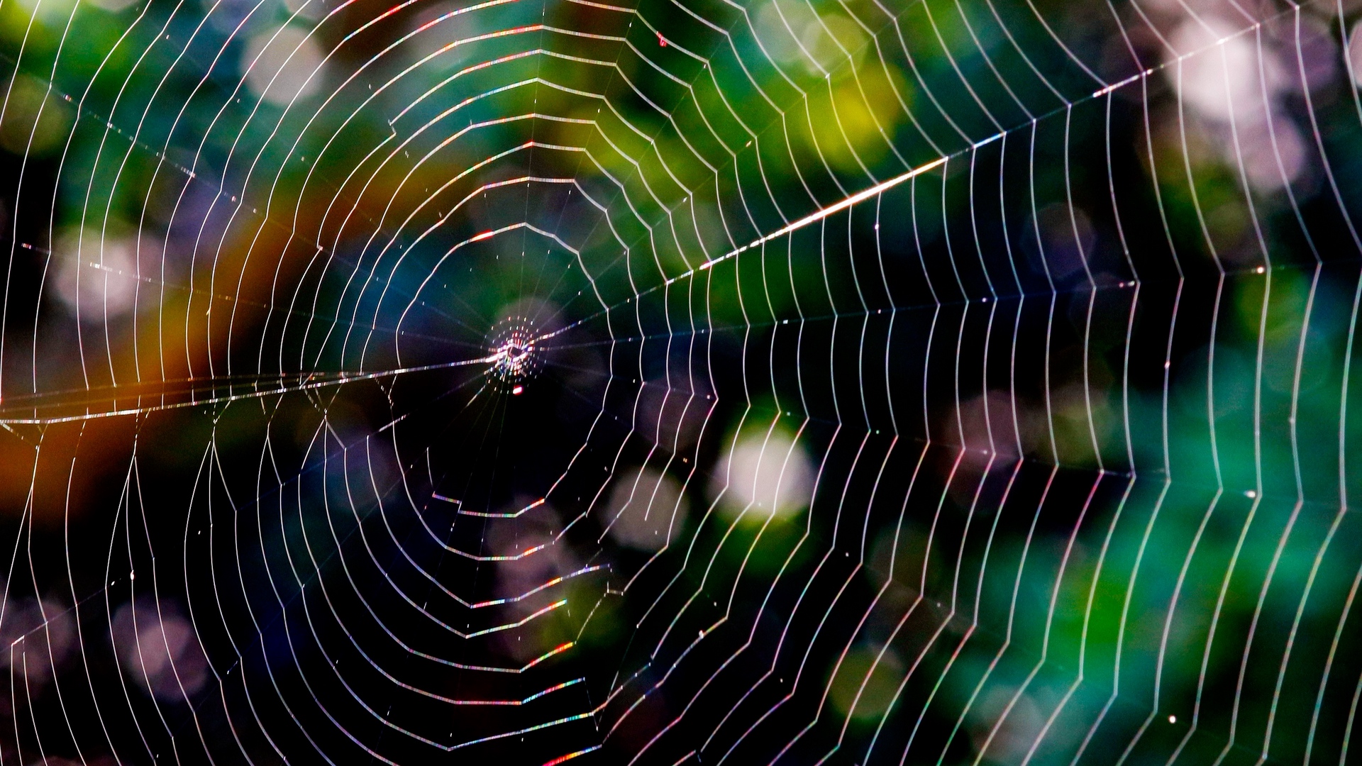 Wallpaper Spider Web, Glare, Network, Braided - Spider Web Hd - HD Wallpaper 