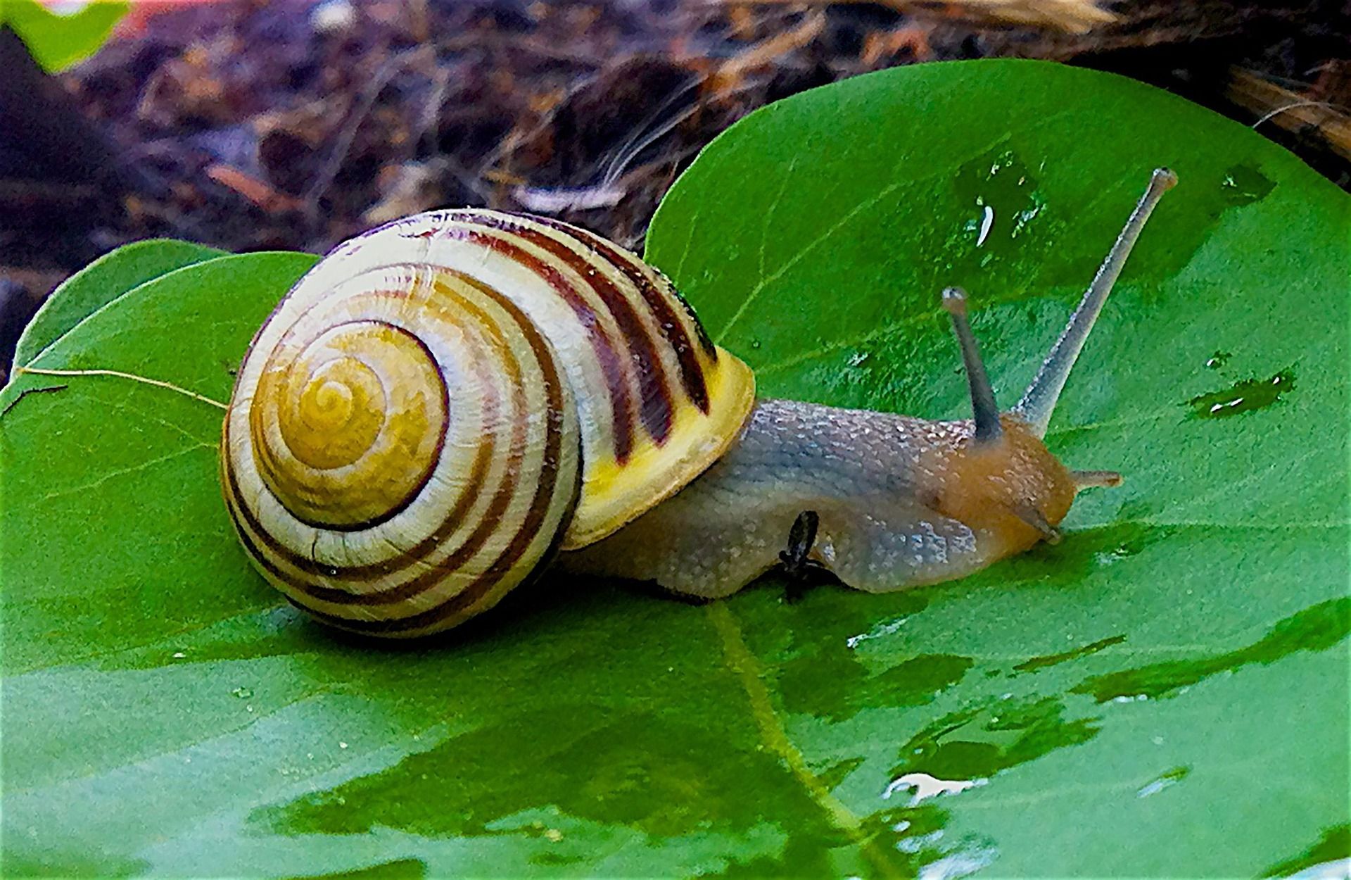 Big Garden Snail Wallpaper In Hd - Slowest Thing In The World Meme - HD Wallpaper 