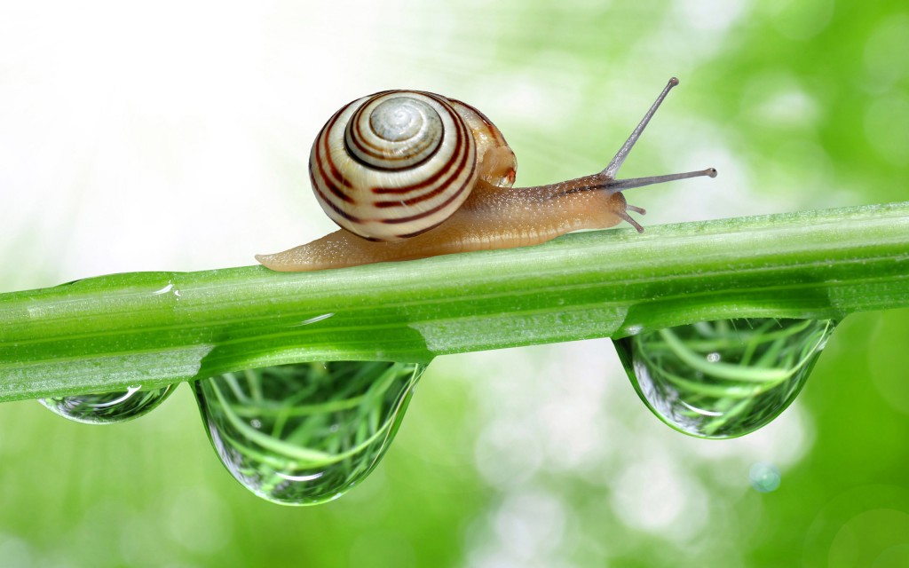 Escargot Hd - HD Wallpaper 