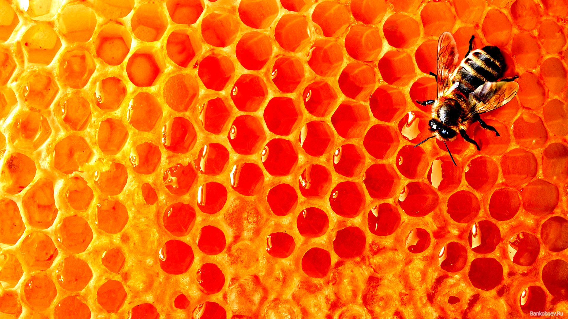 High Resolution Honey Background - HD Wallpaper 