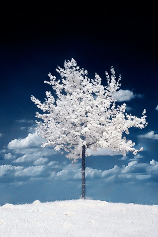 Winter Tree Wallpaper - Hd Tree Background Iphone - HD Wallpaper 