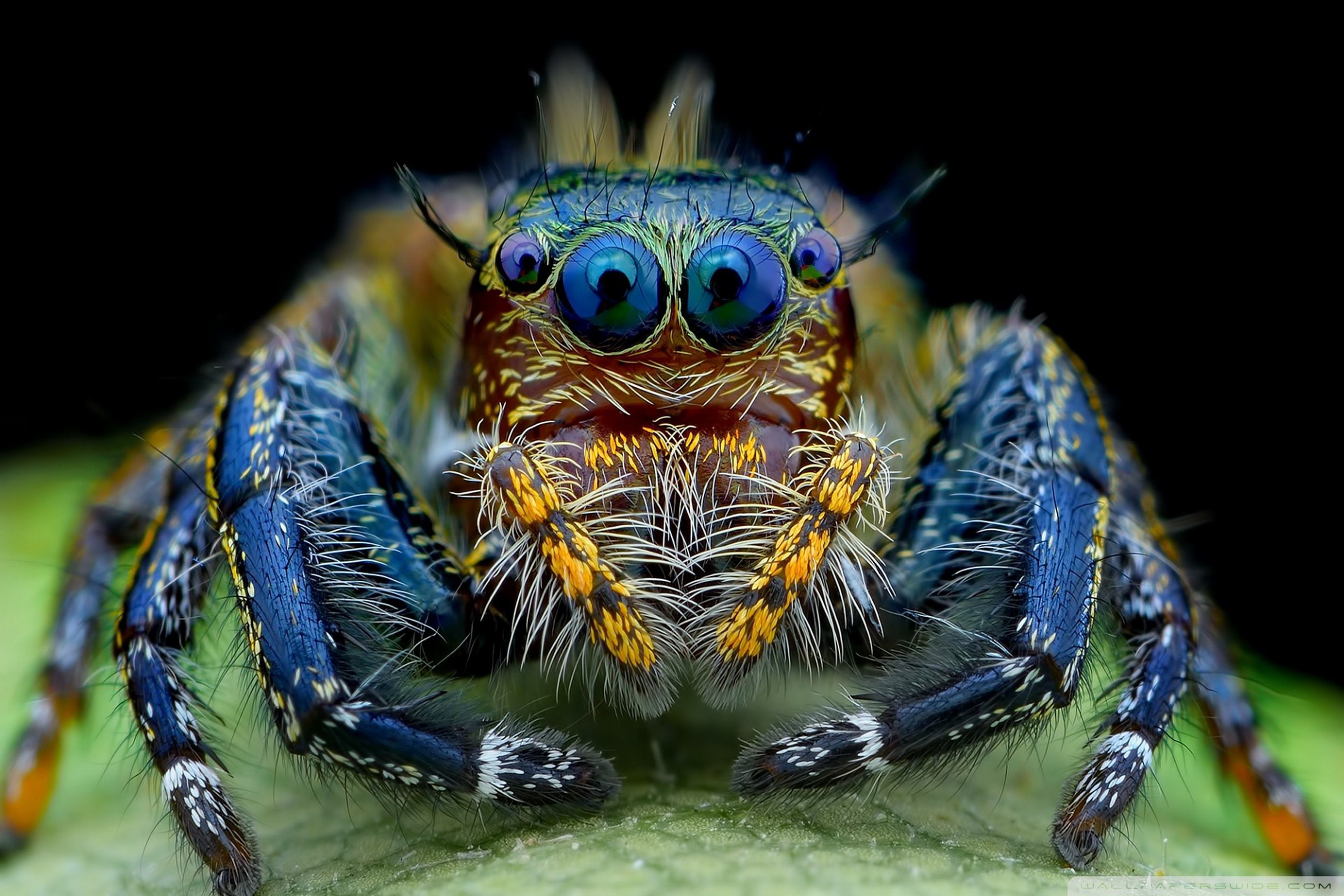 Jumping Spider - Spider Faces Up Close - HD Wallpaper 