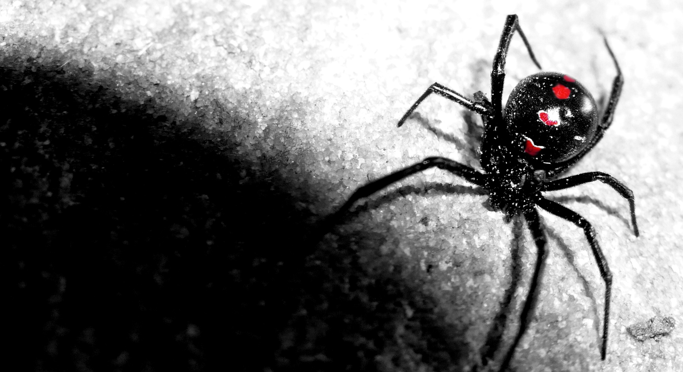 Black Widow Spider Background - HD Wallpaper 