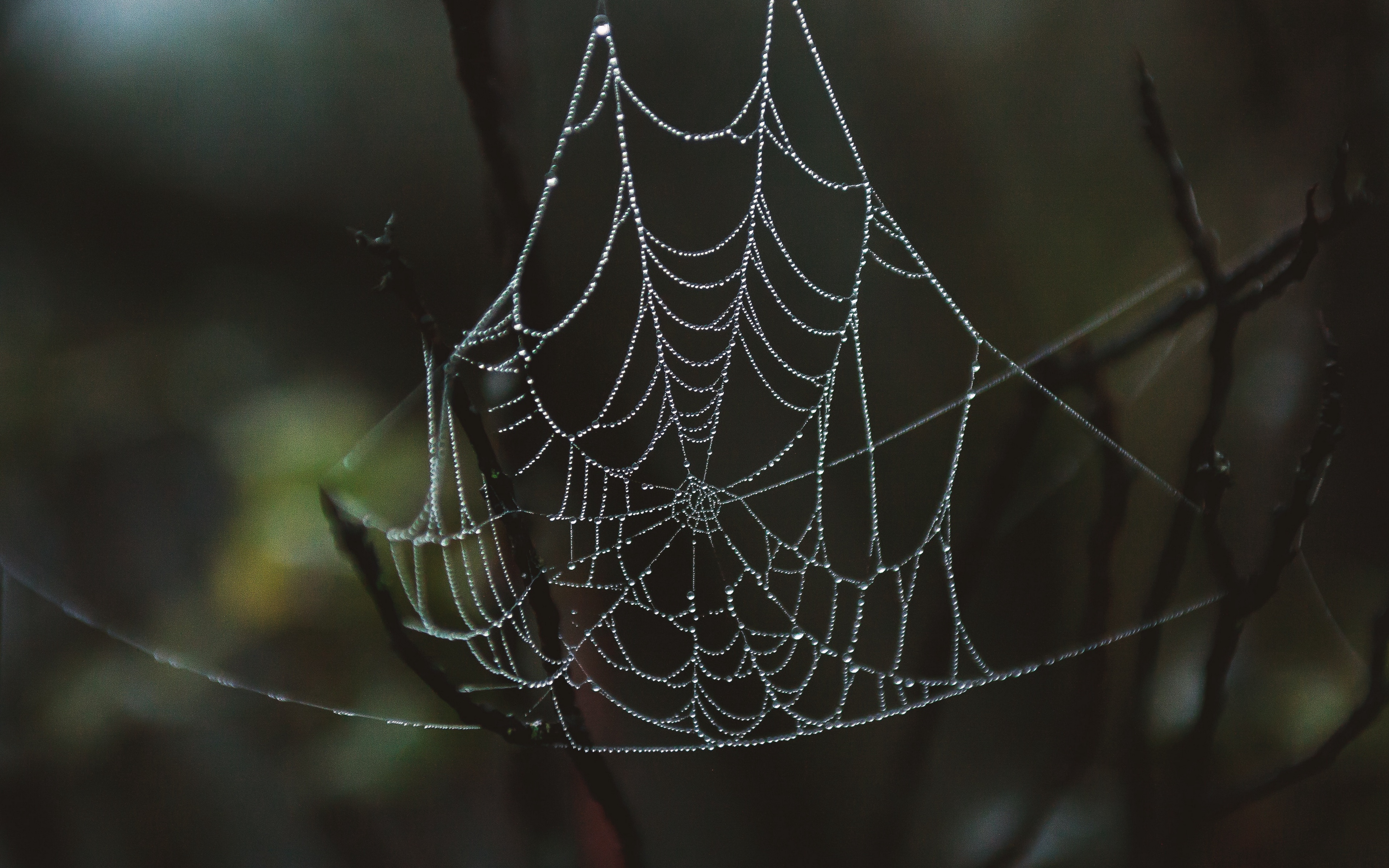 Wallpaper Spider Web, Drops, Close-up - HD Wallpaper 