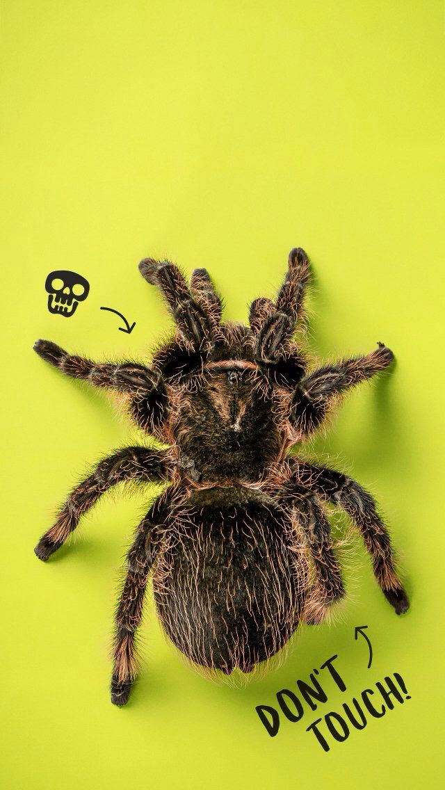 Tarantula Wallpaper Hd For Iphone - HD Wallpaper 