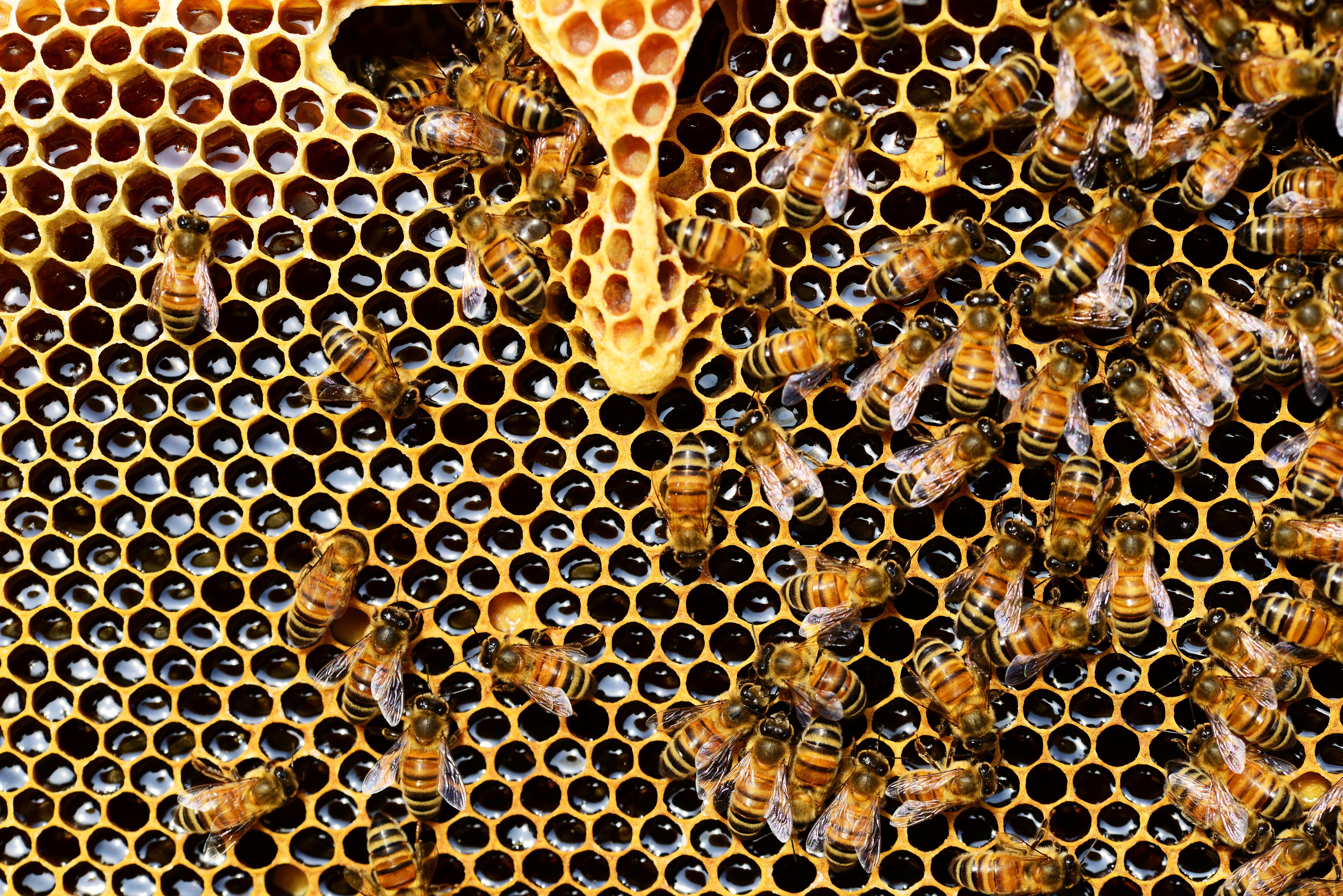 Honeycomb Structure - HD Wallpaper 