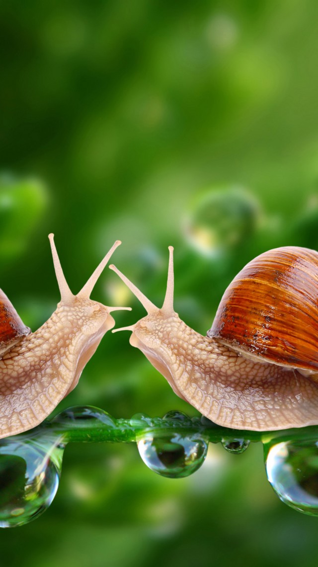 Snail, 5k, 4k Wallpaper, Water Drops, Green, Nature, - Snail Wallpaper Hd - HD Wallpaper 