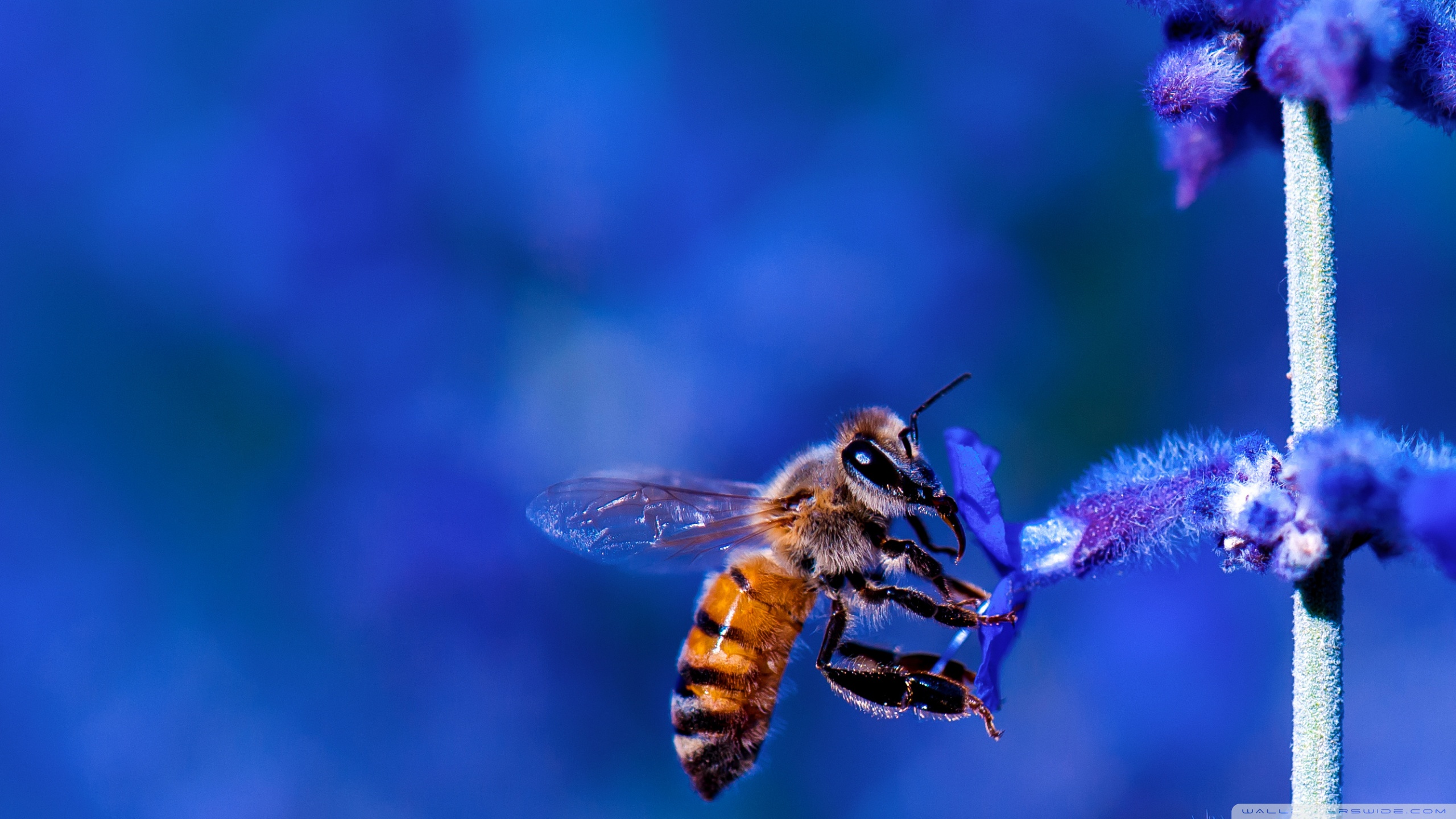 Honey Bee - HD Wallpaper 