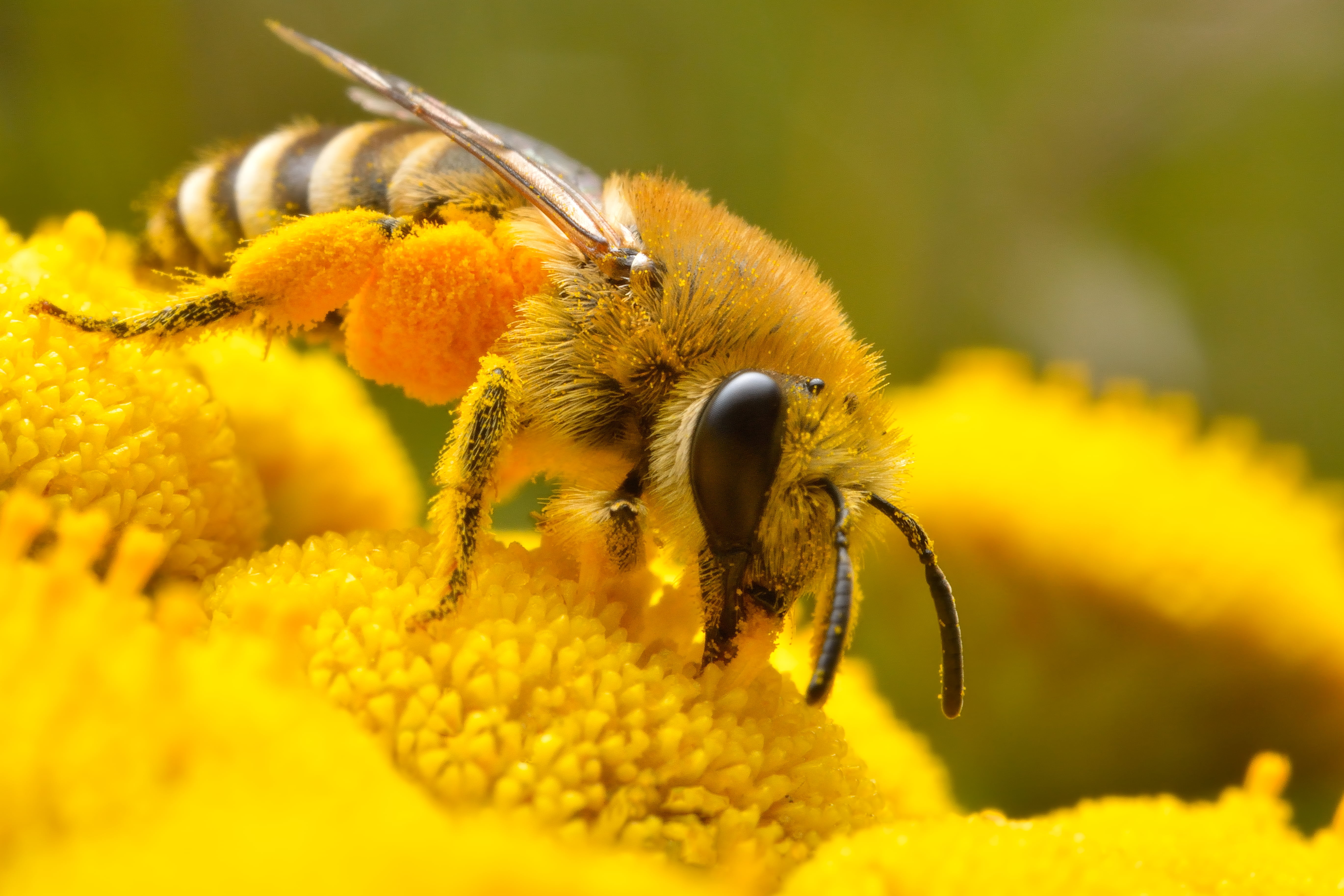 Bee On A Yellow Flower - HD Wallpaper 