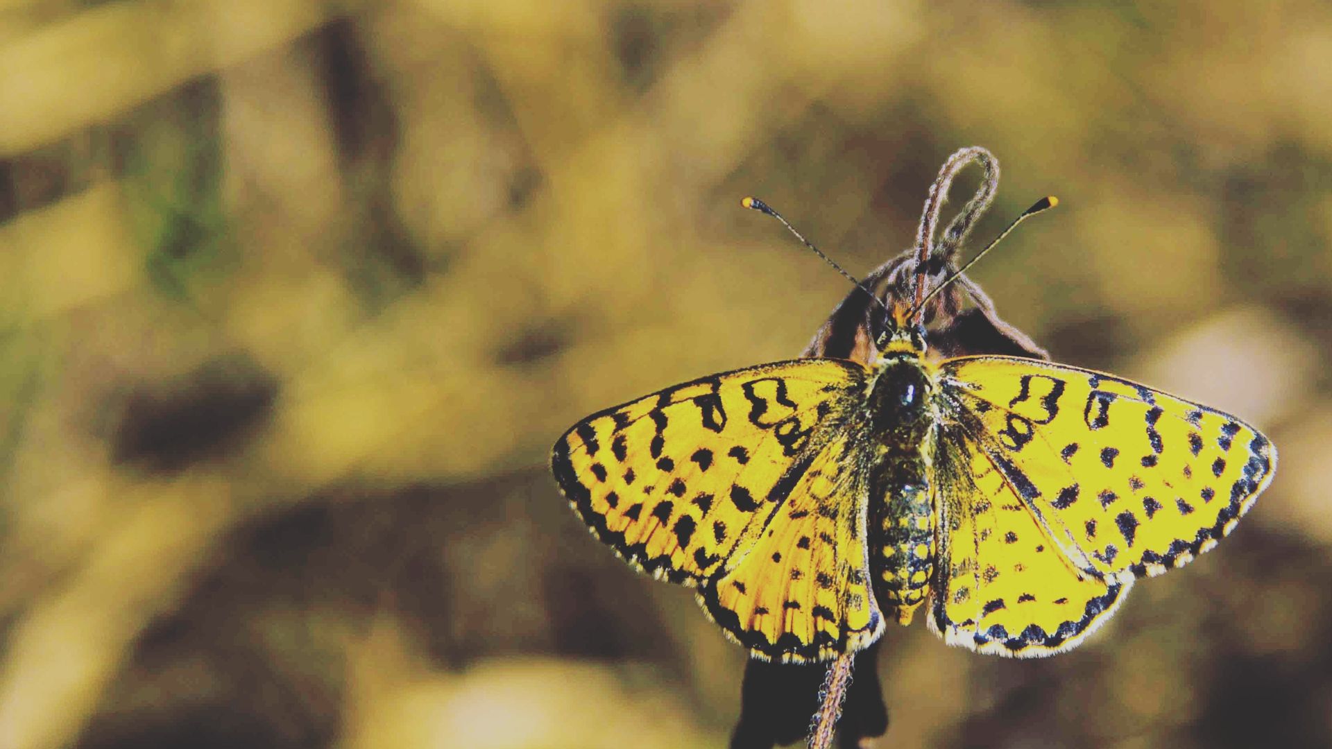 Yellow And Black Butterfly - Butterfly - HD Wallpaper 