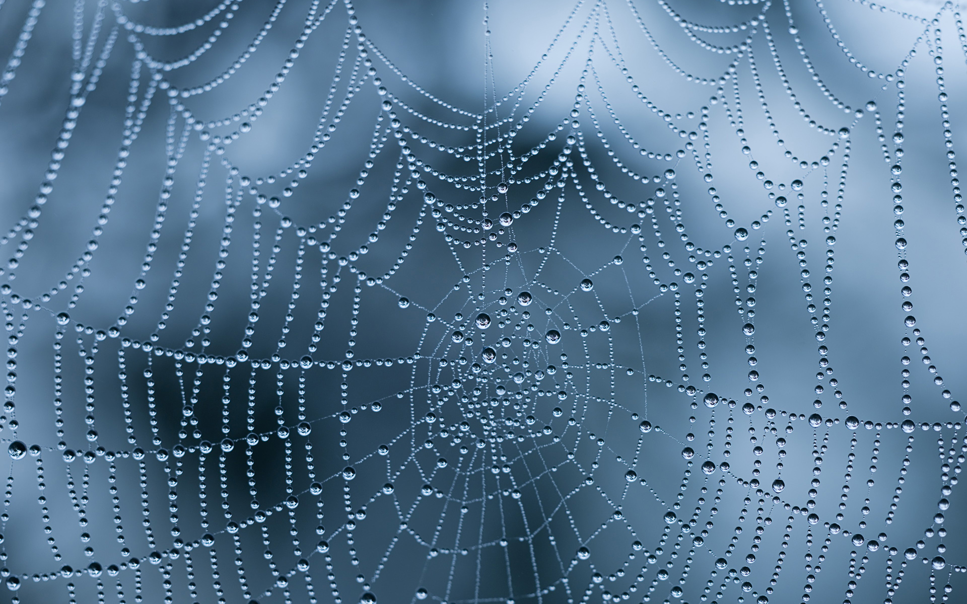 Spider Web Backgrounds - HD Wallpaper 