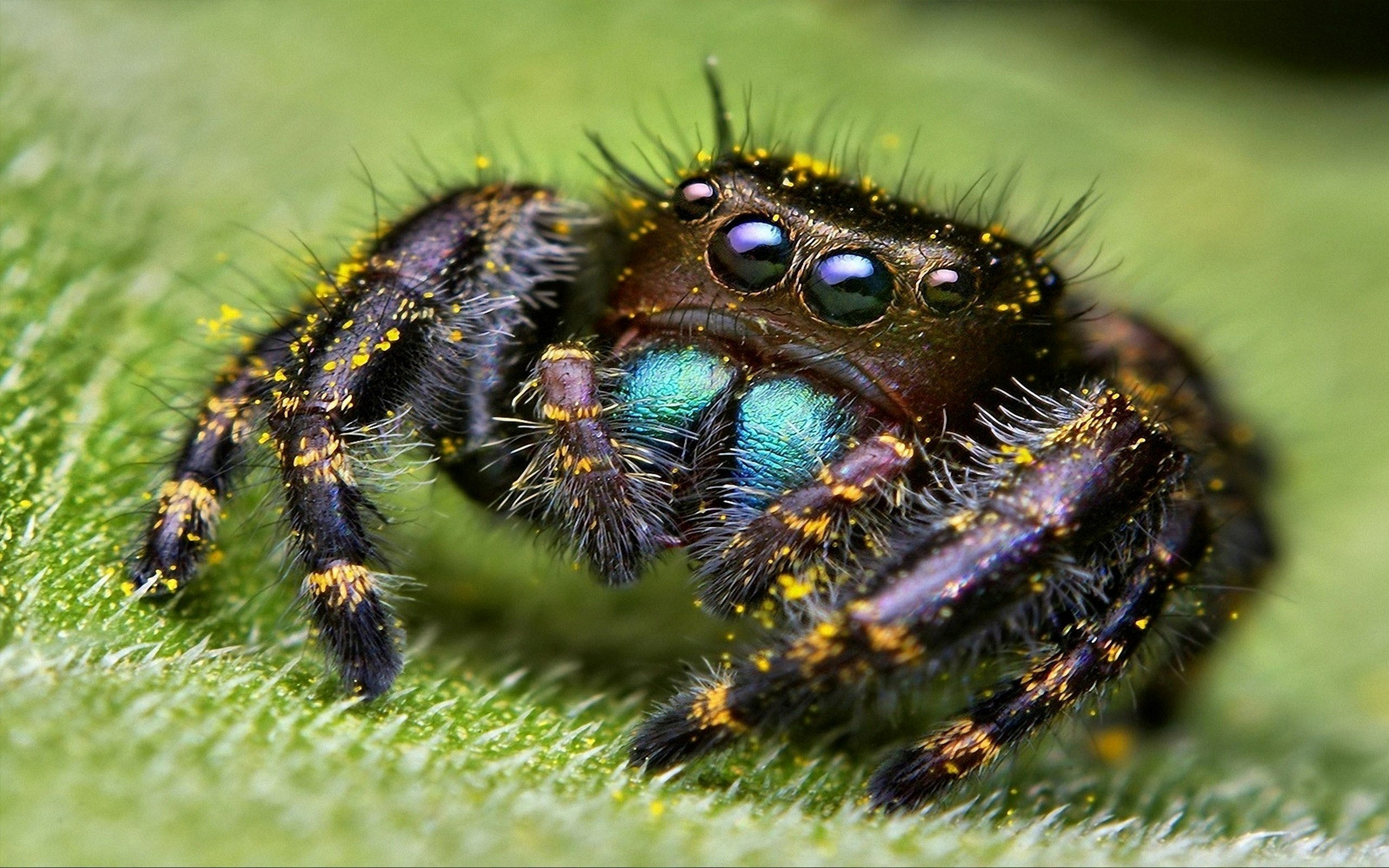 Cute Spider On Grass Wallpapers - Phidippus Audax - HD Wallpaper 