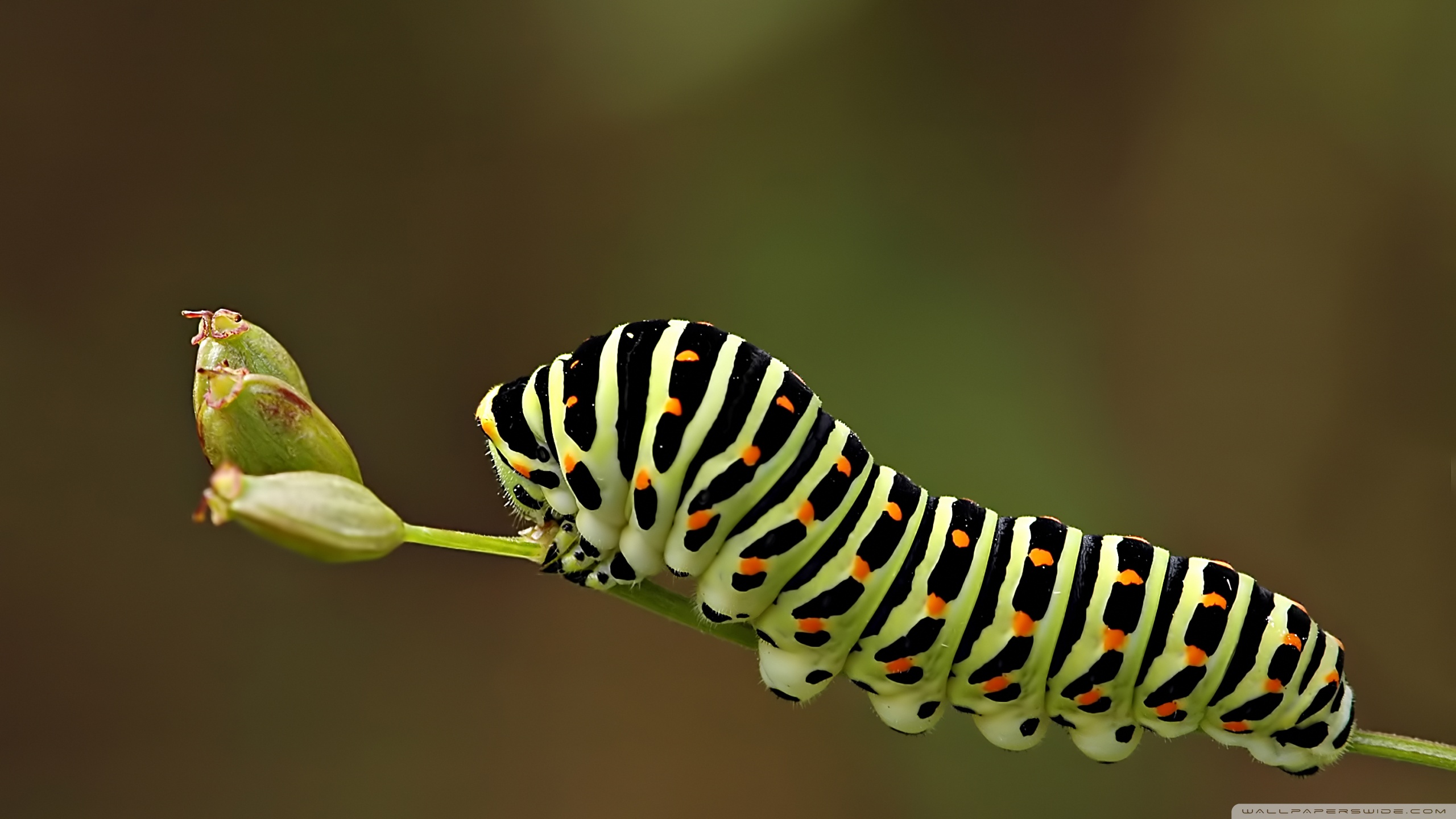 Many Eyes Caterpillar Have - HD Wallpaper 