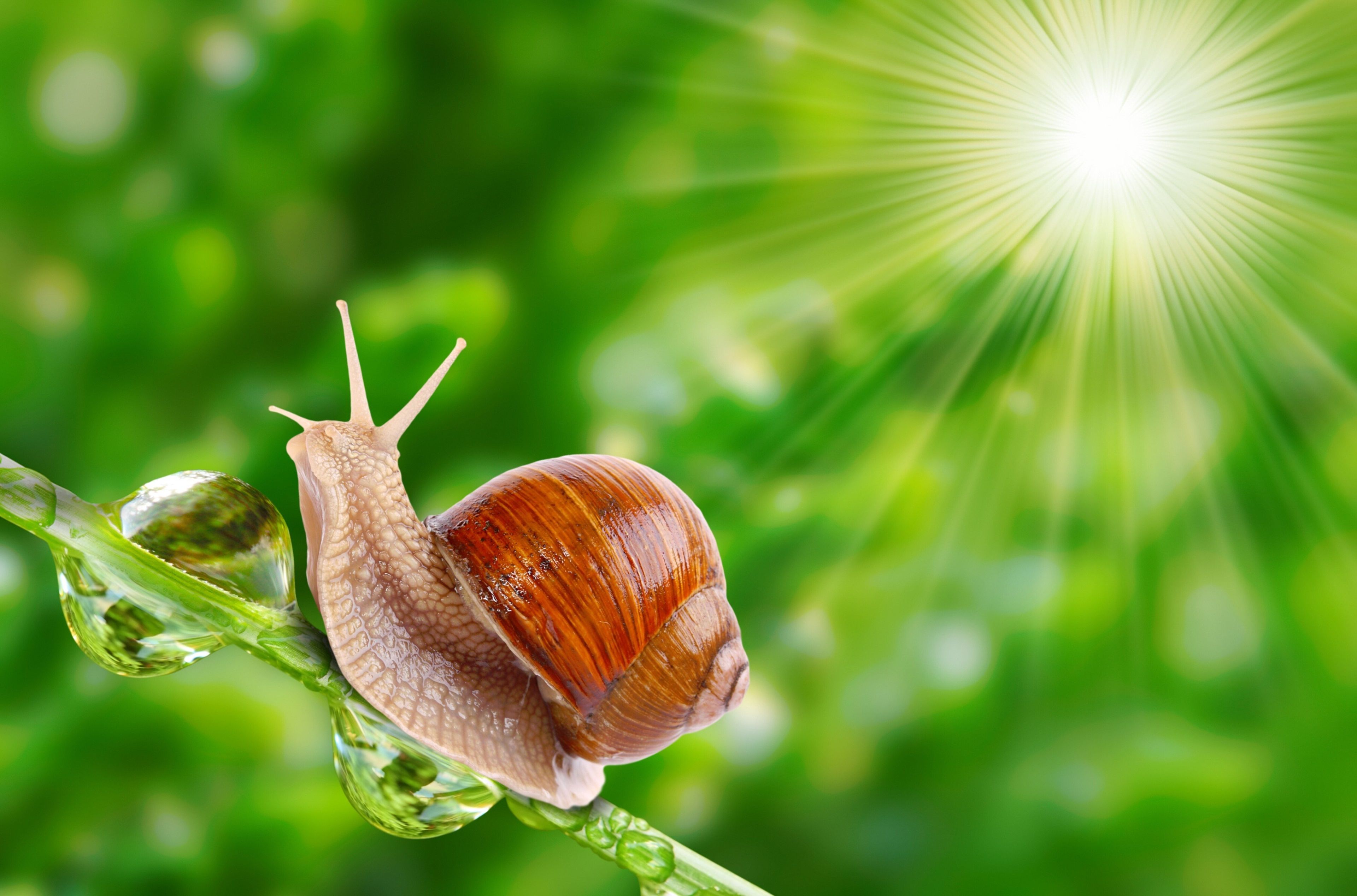 Snail Hd - HD Wallpaper 