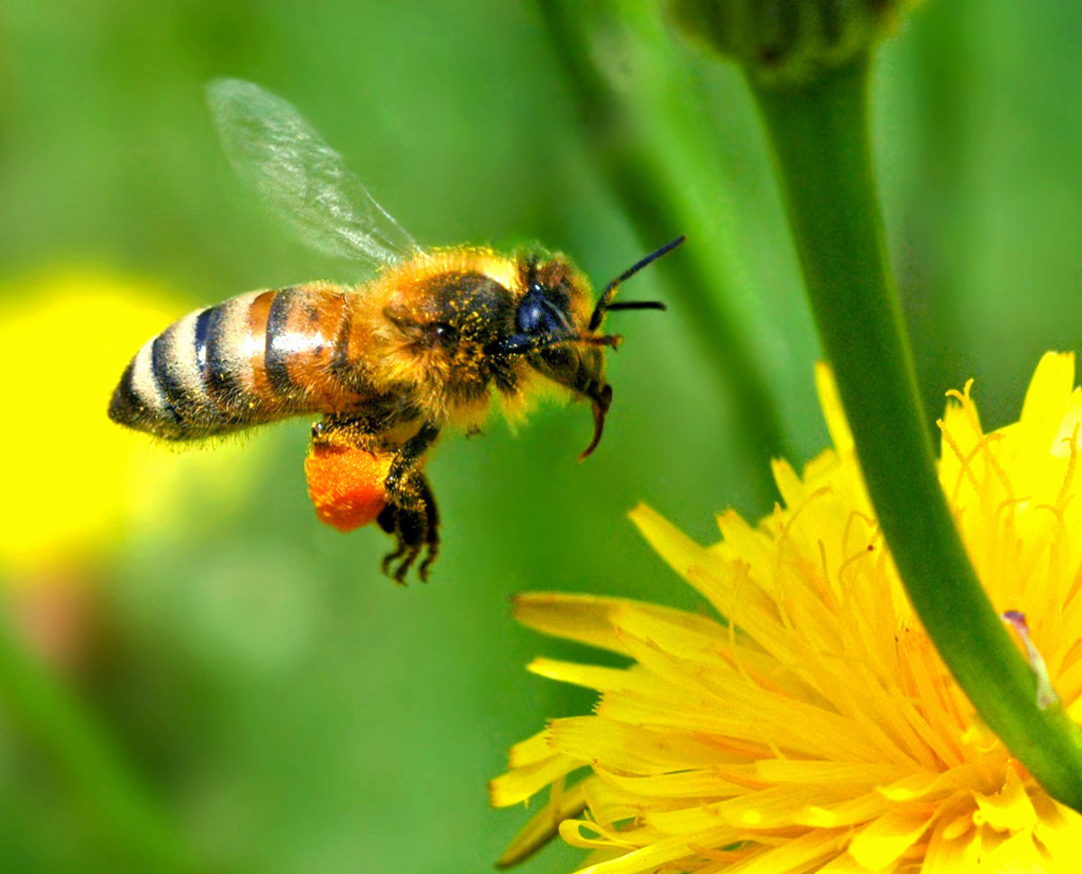 Honey Bees Wallpaper - Bee In The Garden - HD Wallpaper 