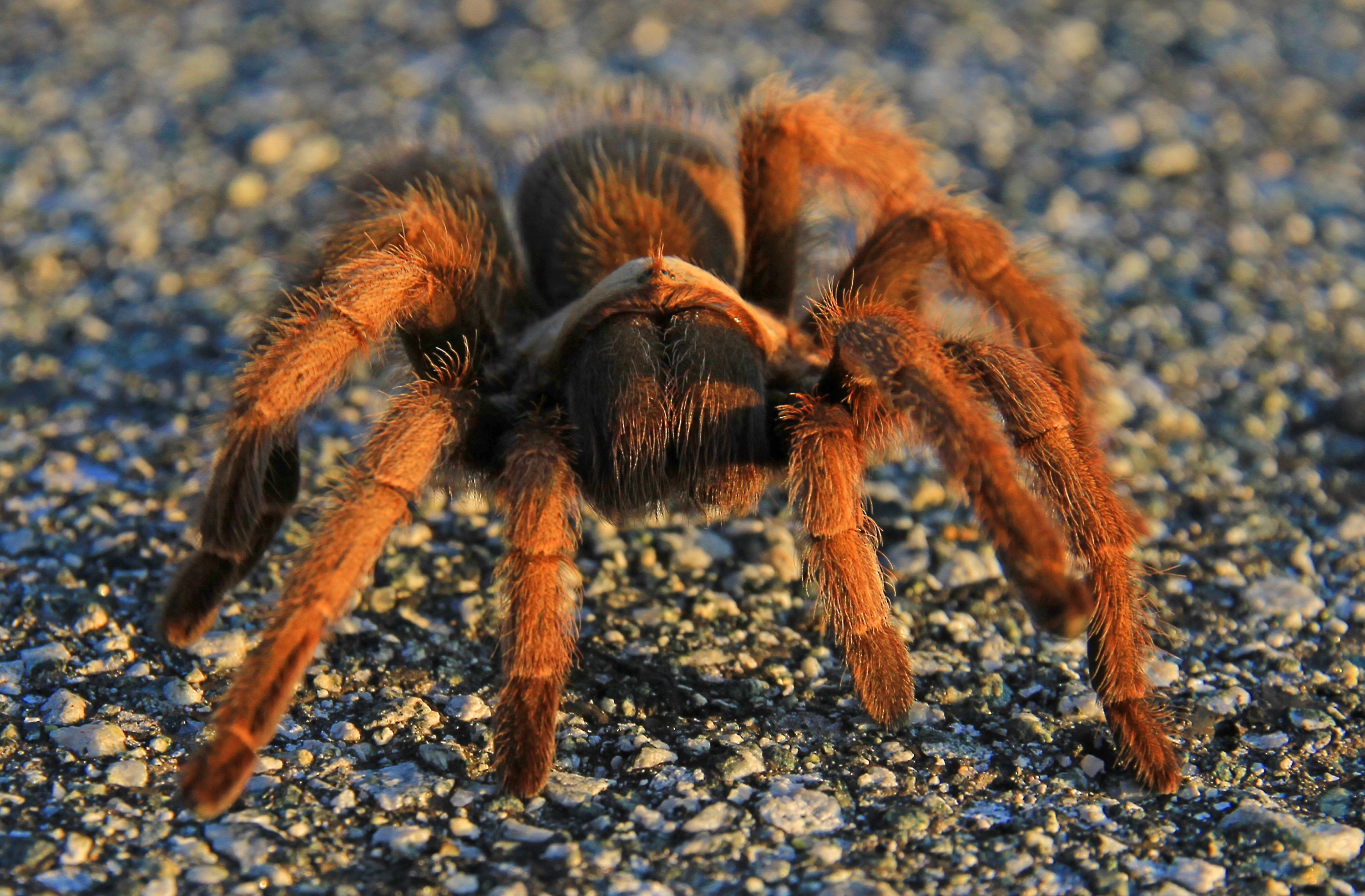 Animal Spider Wallpaper 
 Data-src - Arachnids Hd - HD Wallpaper 