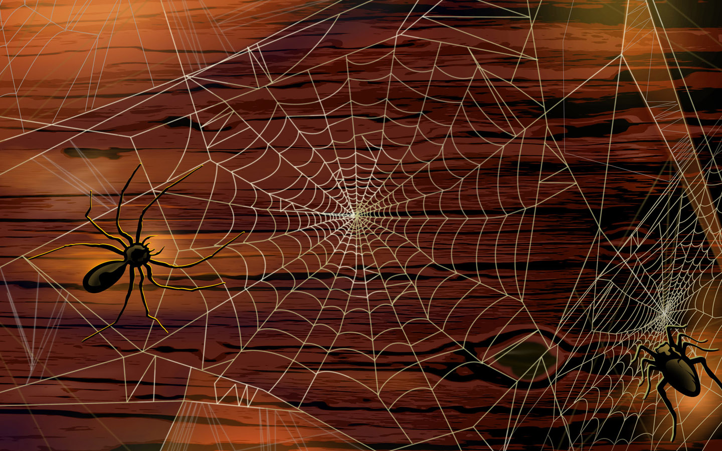 Hd Wallpapers Spider & Cobweb - Spider Halloween - HD Wallpaper 