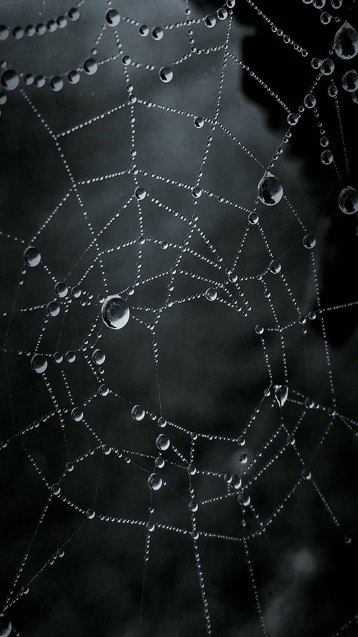 Portrait Display, Vertical, Landscape, Spider Web, - ภาพ Hd แนว ตั้ง - HD Wallpaper 