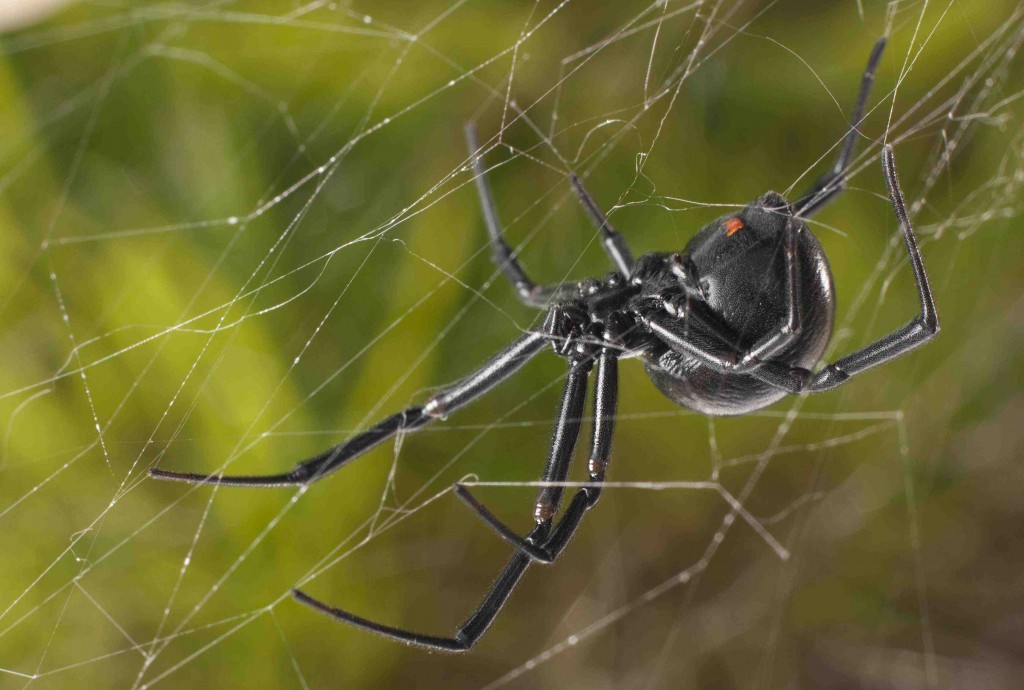 Western Black Widow Spider Bc - 1024x690 Wallpaper 