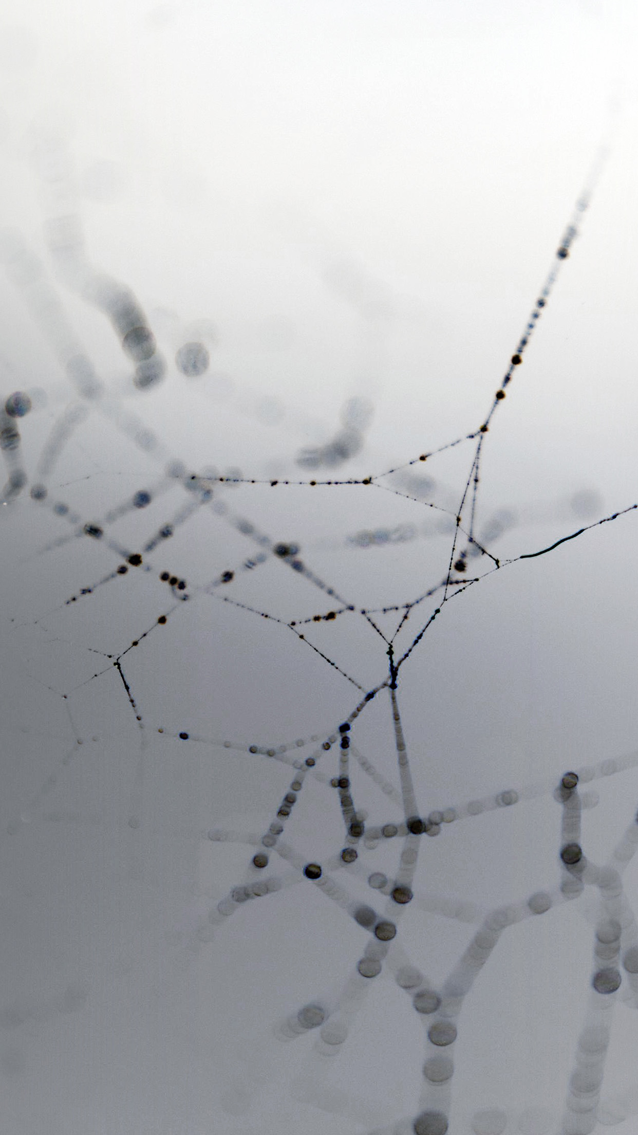 Spider Web Iphone X - HD Wallpaper 