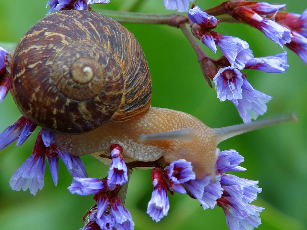 Free Snail Wallpaper Wallpapers Download - Animal Amazing - HD Wallpaper 
