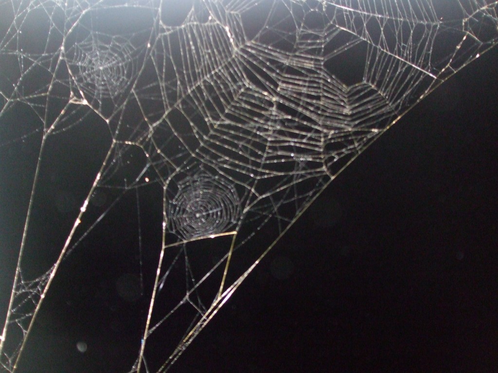 Spider Web In Dark Hd - HD Wallpaper 