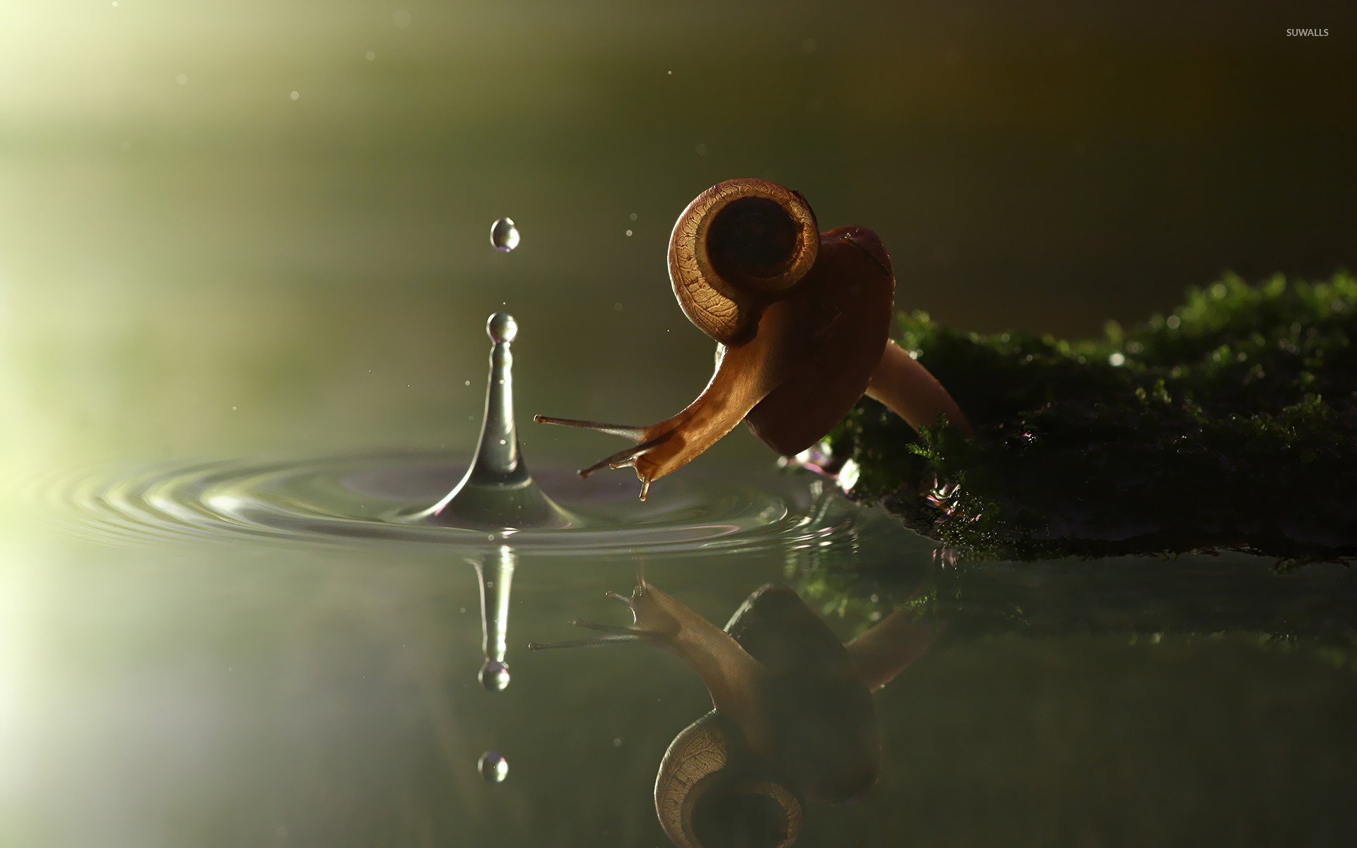 Nature Reflection Water Droplet - HD Wallpaper 