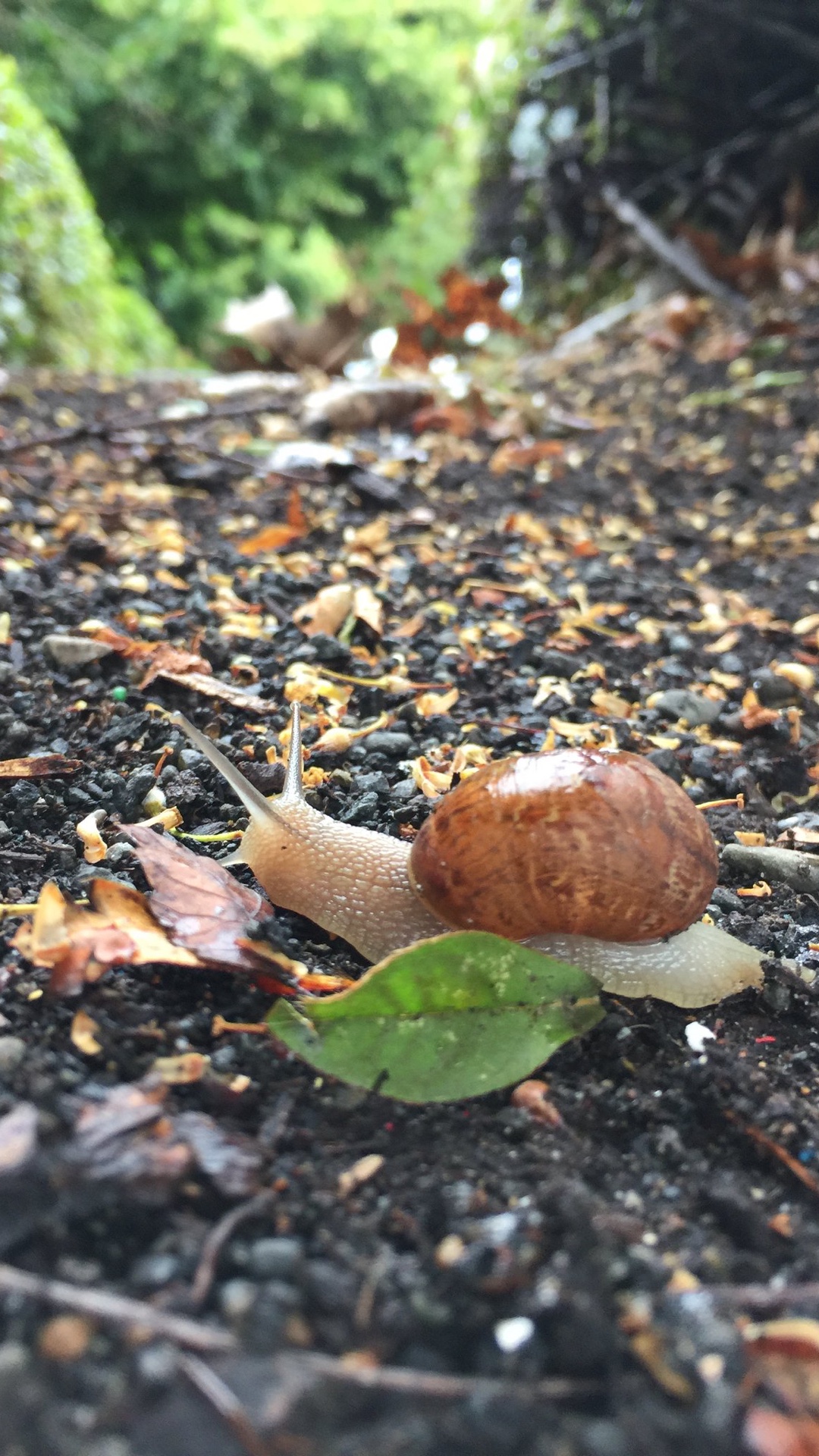A Snail S Life For Iphone And Apple Watch - Grass - HD Wallpaper 