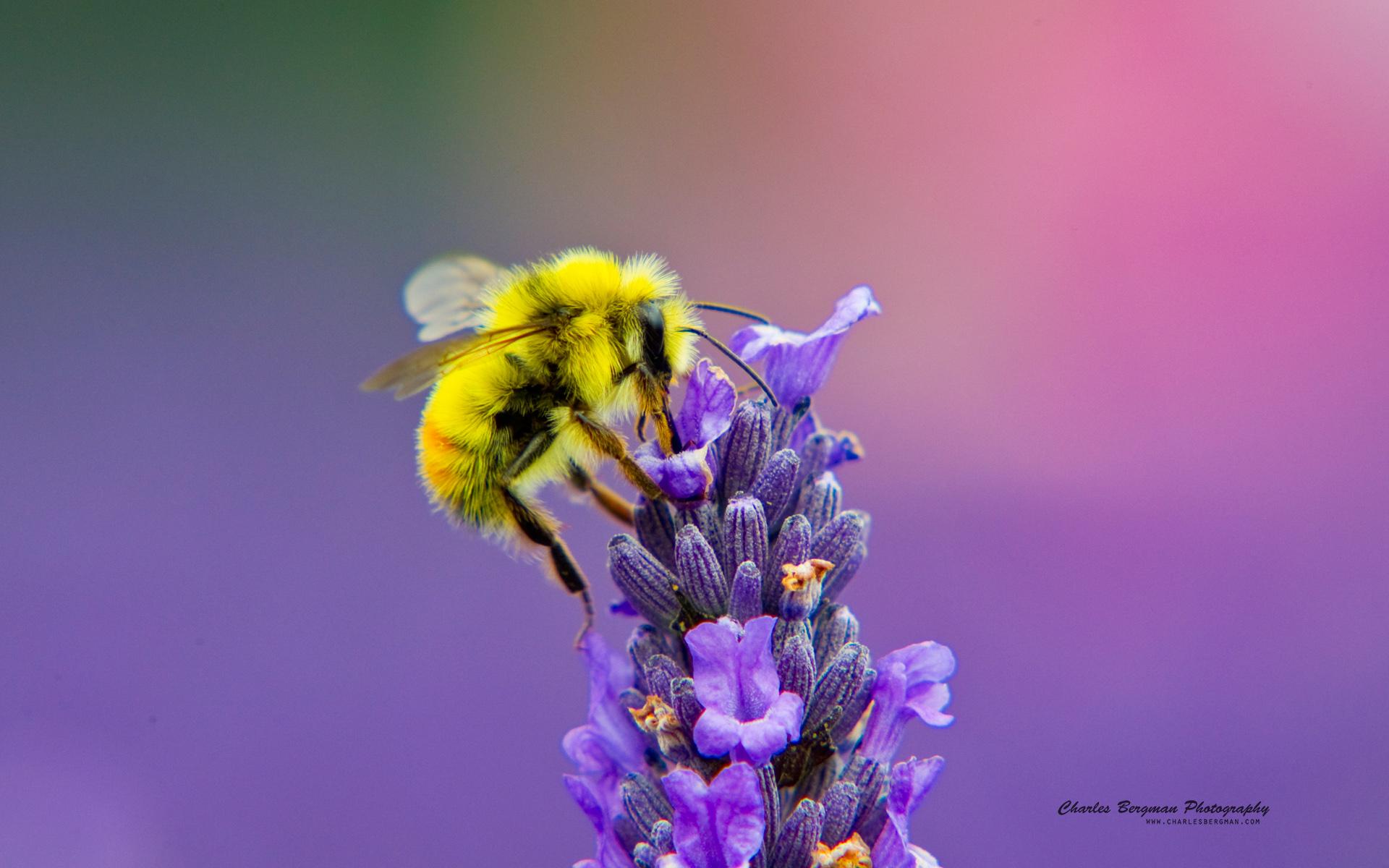 Honey Bee Lavendar Nectar - High Definition Honey Bee - HD Wallpaper 