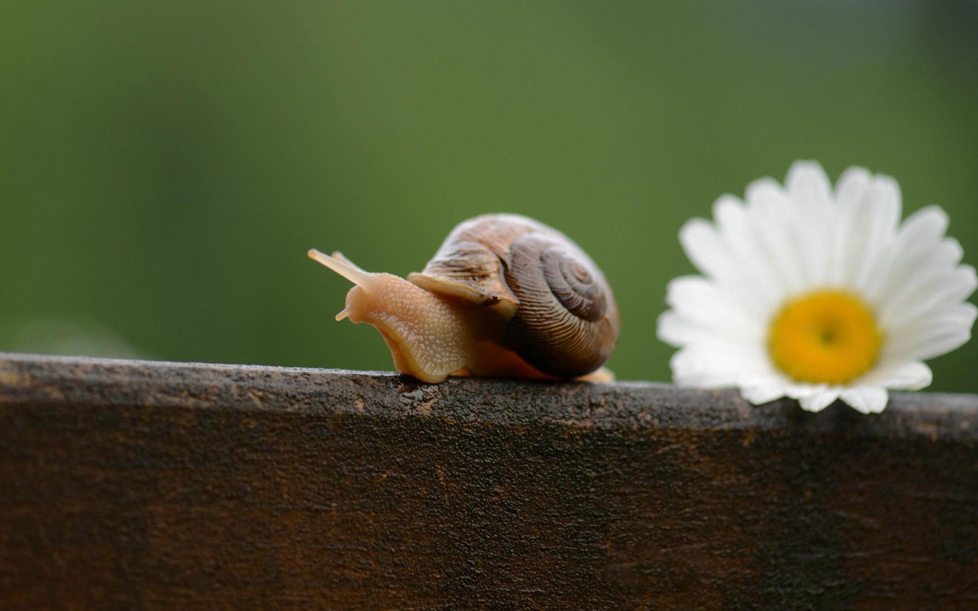 Cute Snail Wallpaper Hd - Movimiento Slow - HD Wallpaper 