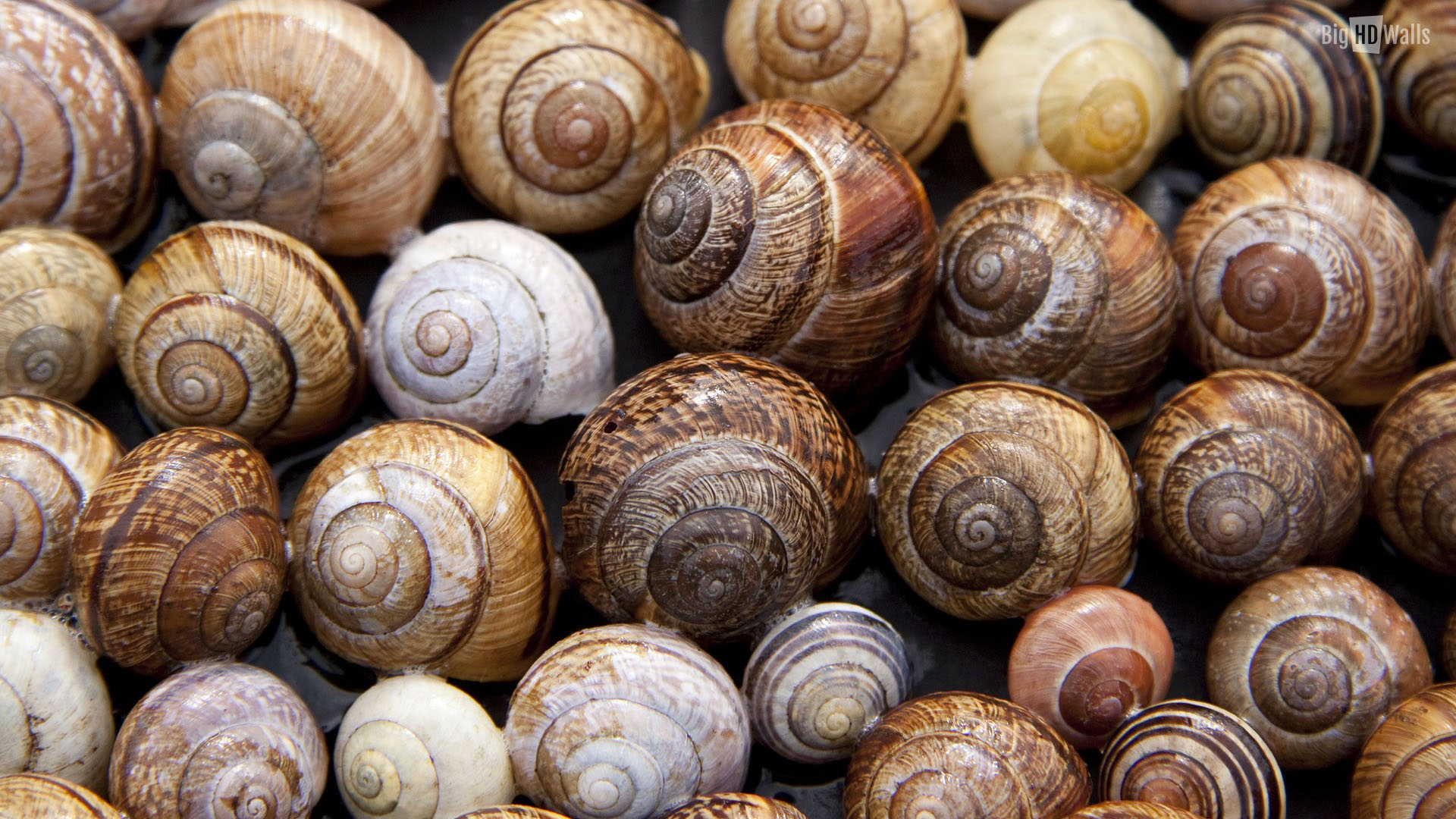 Snail - Wallpaper - - Fibonacci Example In Nature - HD Wallpaper 