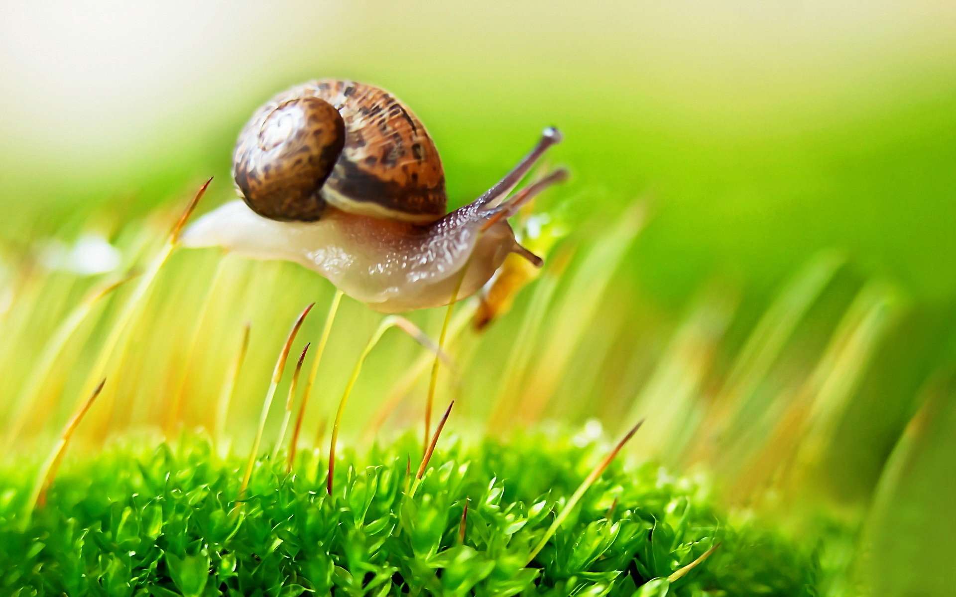 Snail Desktop Background - HD Wallpaper 