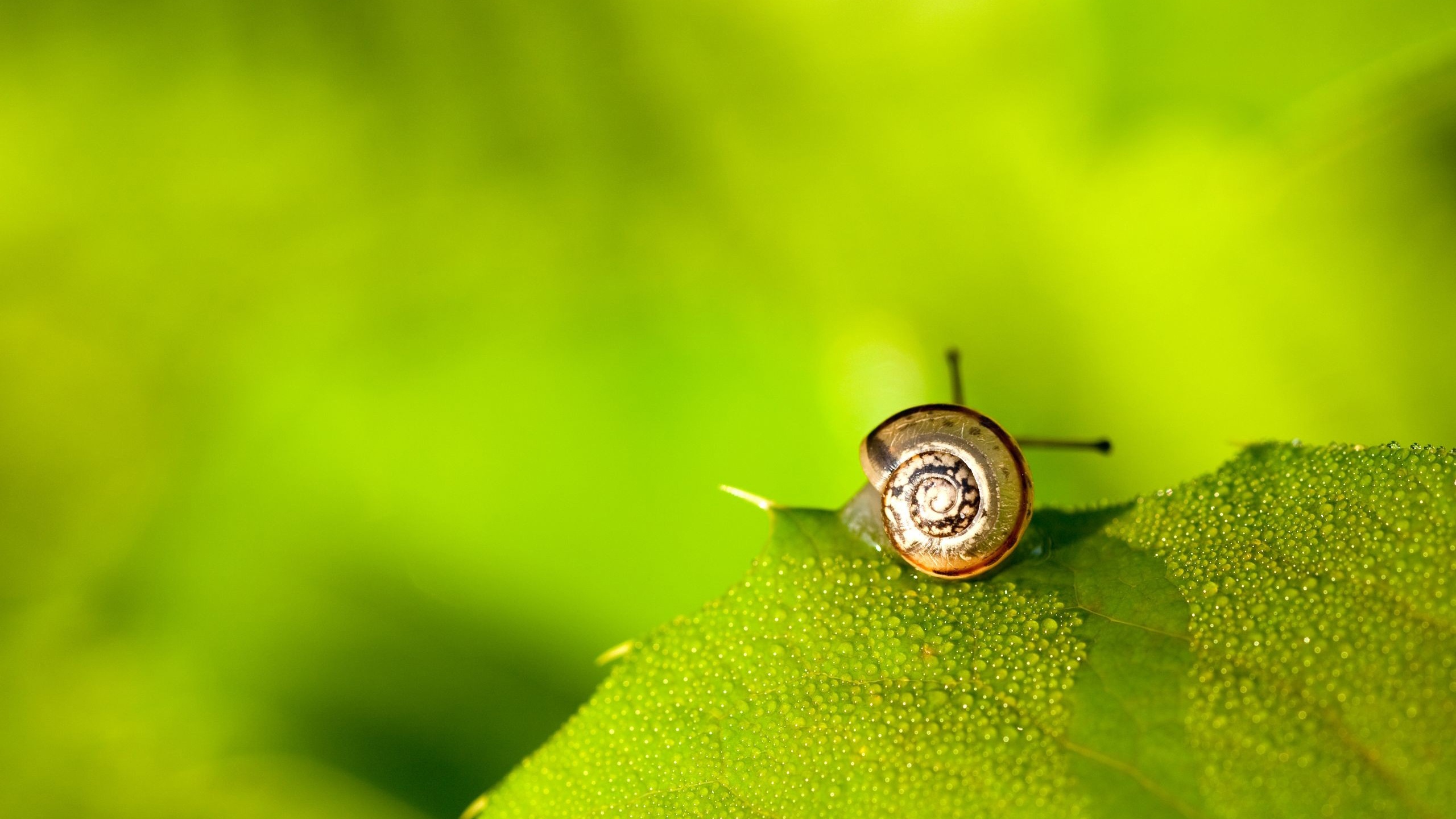 Cute Snail Backgrounds - HD Wallpaper 