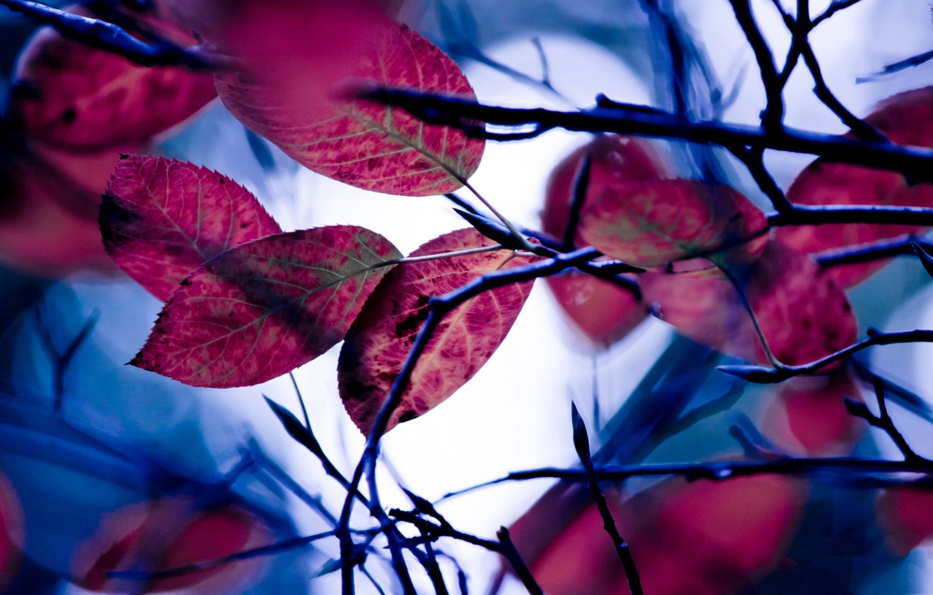Photo Wallpaper Autumn, Leaves, Branches, The Crimson - Wallpaper - HD Wallpaper 