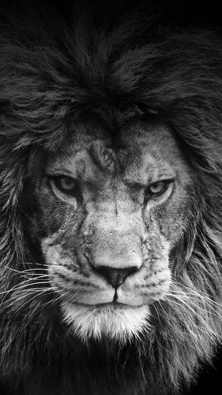Legendary Lion - Lion Wallpaper Iphone 5 - HD Wallpaper 