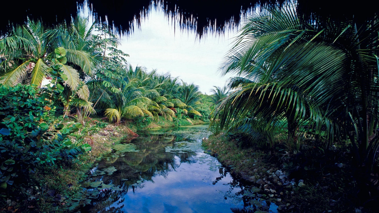 T
p Backgrounds Group - Christopher Robin Jungle Disney - HD Wallpaper 