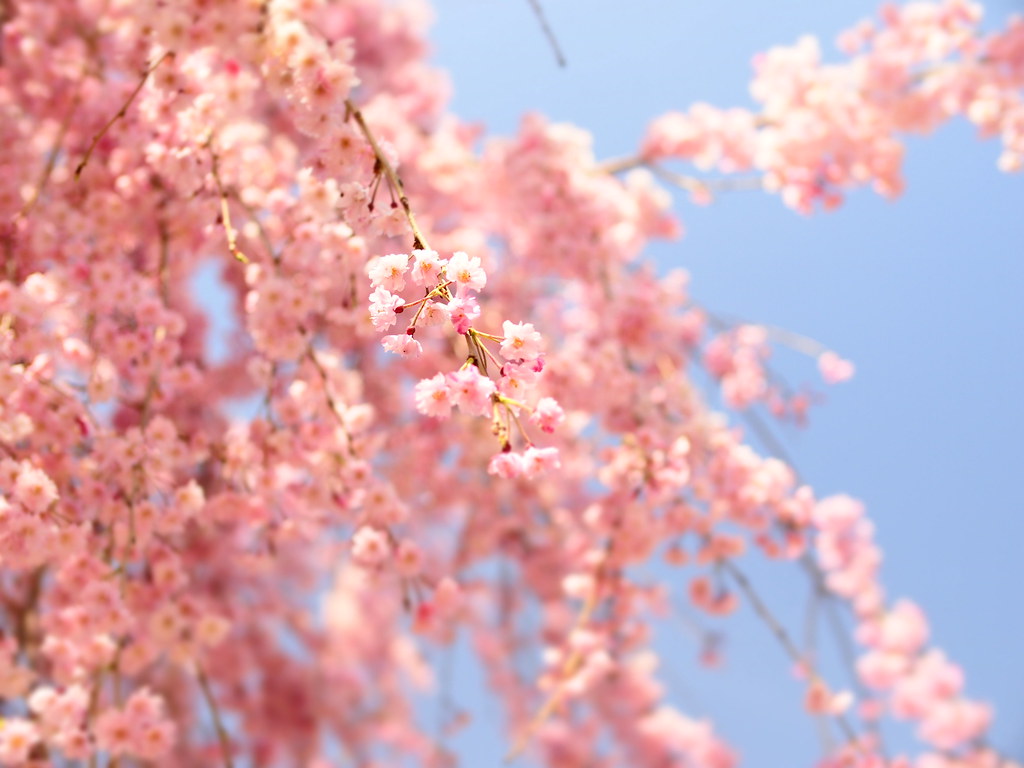 Cherry Blossom - HD Wallpaper 