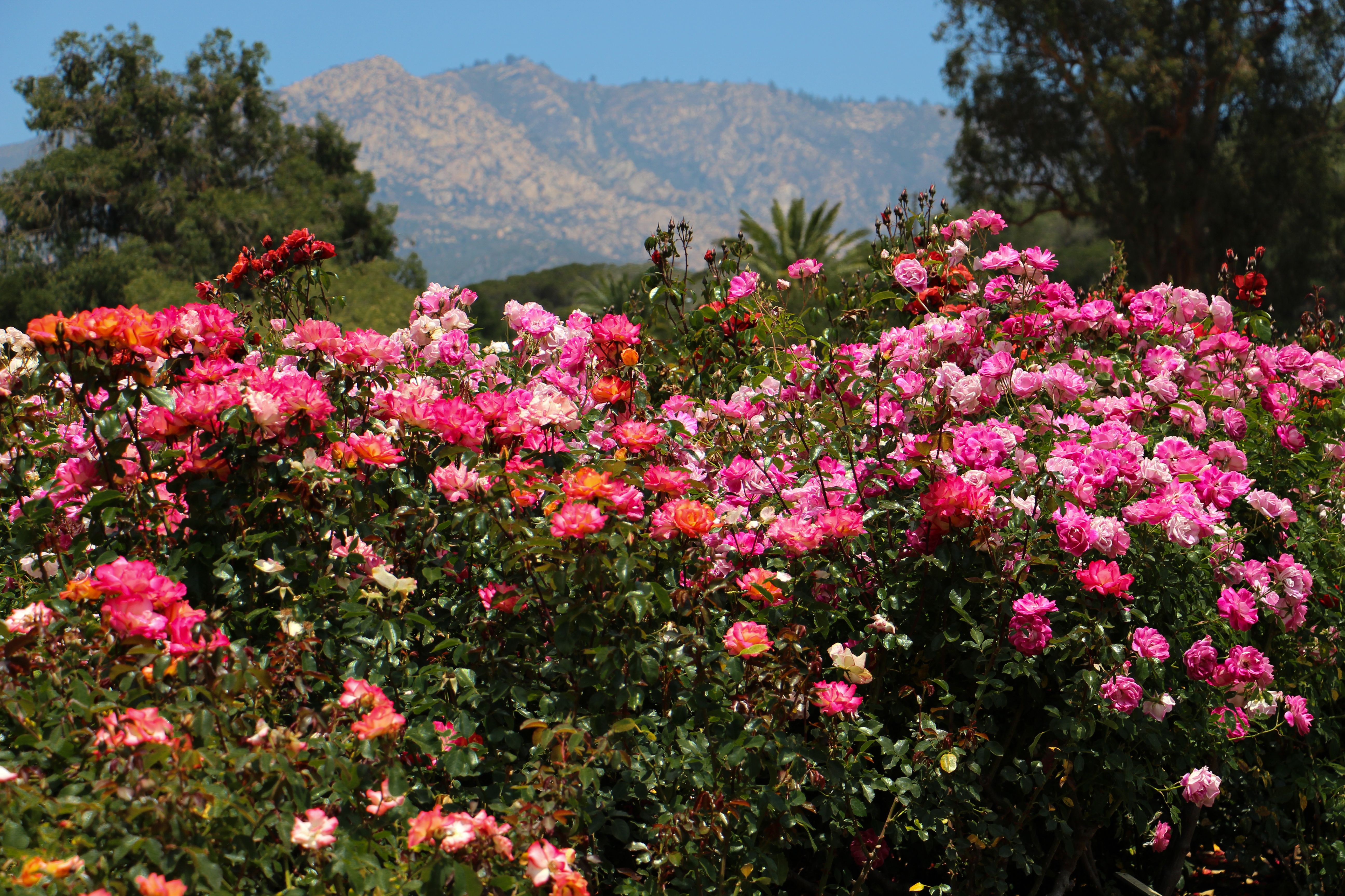 Santa Barbara Mission Flowers - HD Wallpaper 