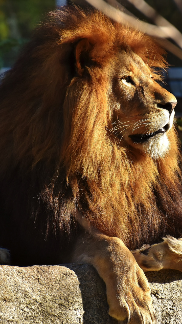 Lion Iphone Wallpaper 4k - 720x1280 Wallpaper - teahub.io
