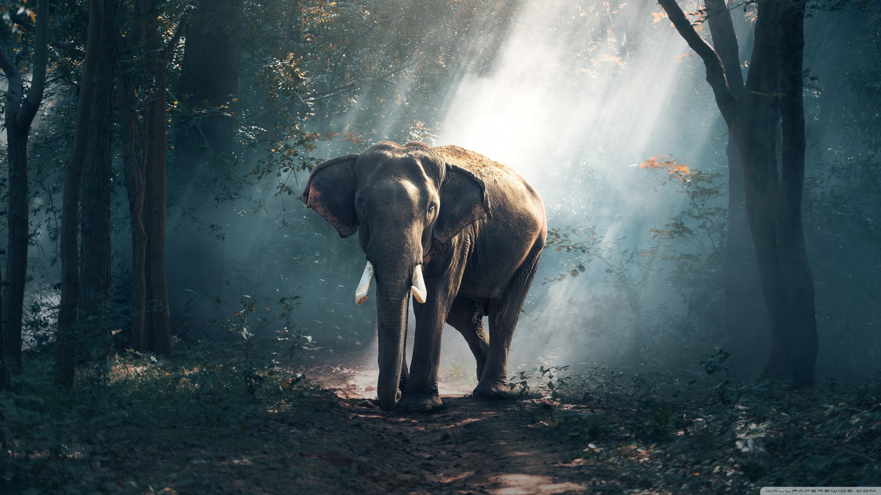 Elephant Wildlife Wallpaper - Elephant Wallpaper 4k - HD Wallpaper 