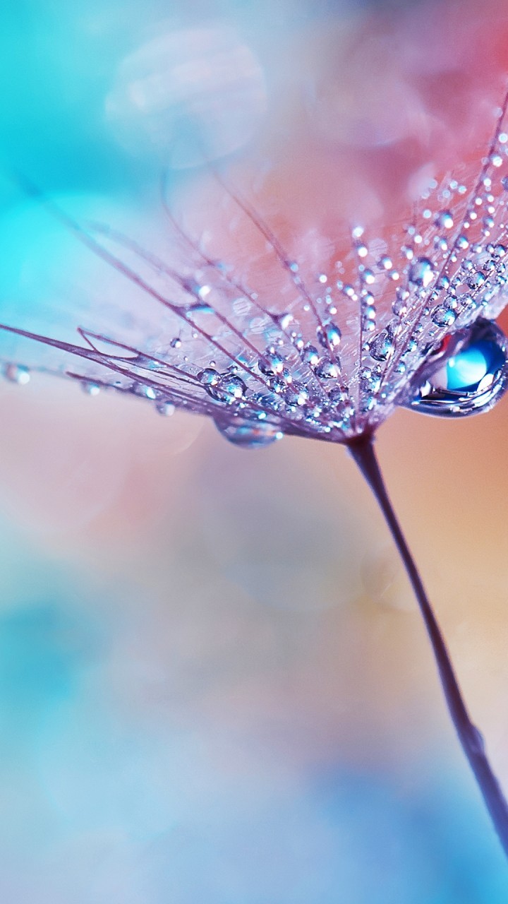 Wallpapers For Android, Flower, Water Drops, Dew, Macro - Flowers With Water Droplets - HD Wallpaper 
